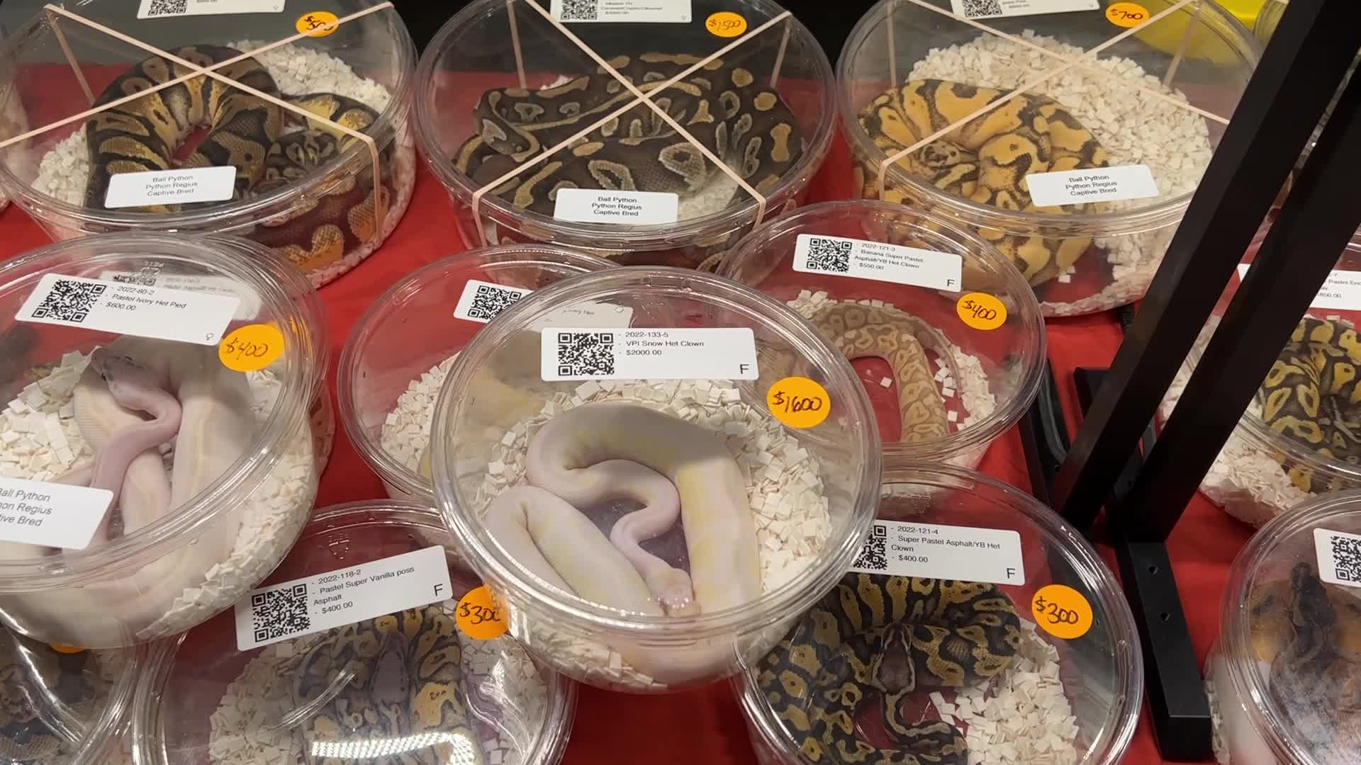Exotic Reptile Breeders Expo in Canada