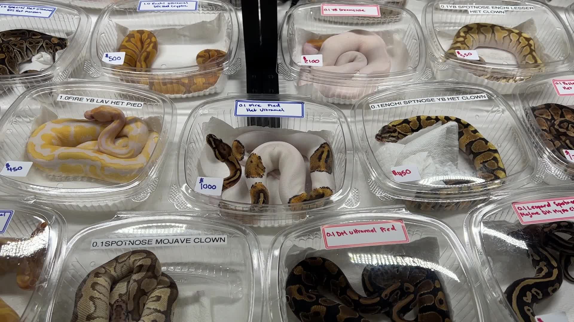 Exotic Reptile Breeders Expo in Canada