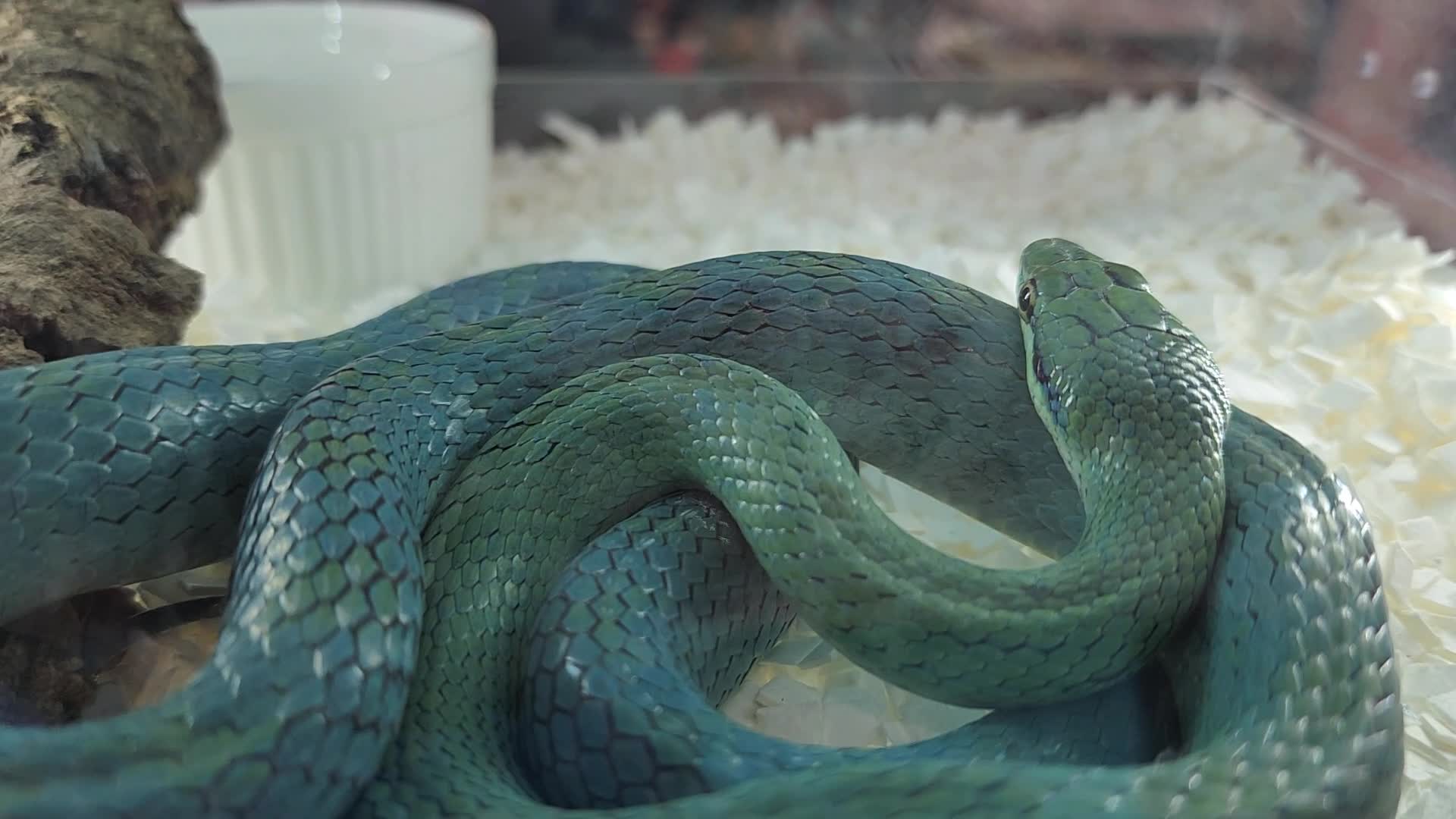 Exotic Reptile Breeders Expo in Canada