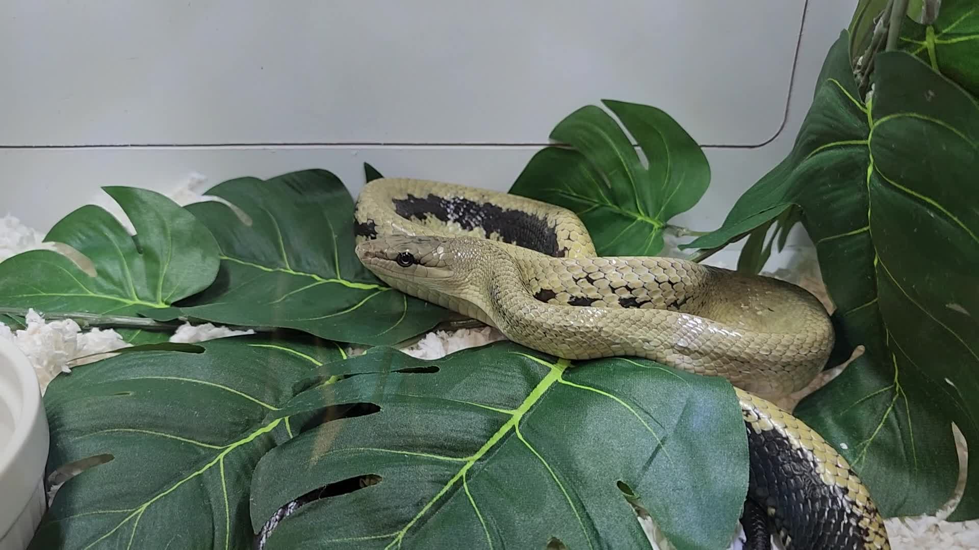 Exotic Reptile Breeders Expo in Canada