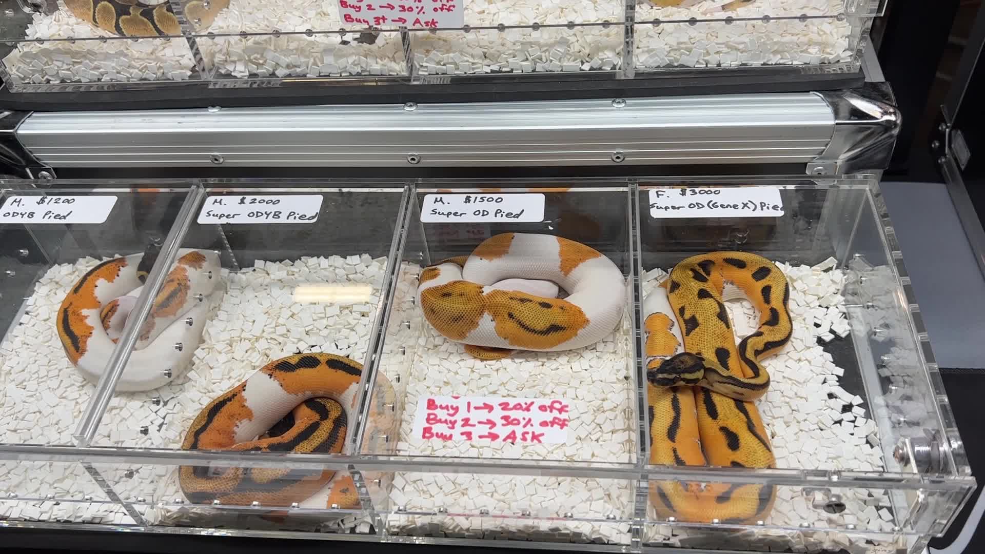Exotic Reptile Breeders Expo in Canada