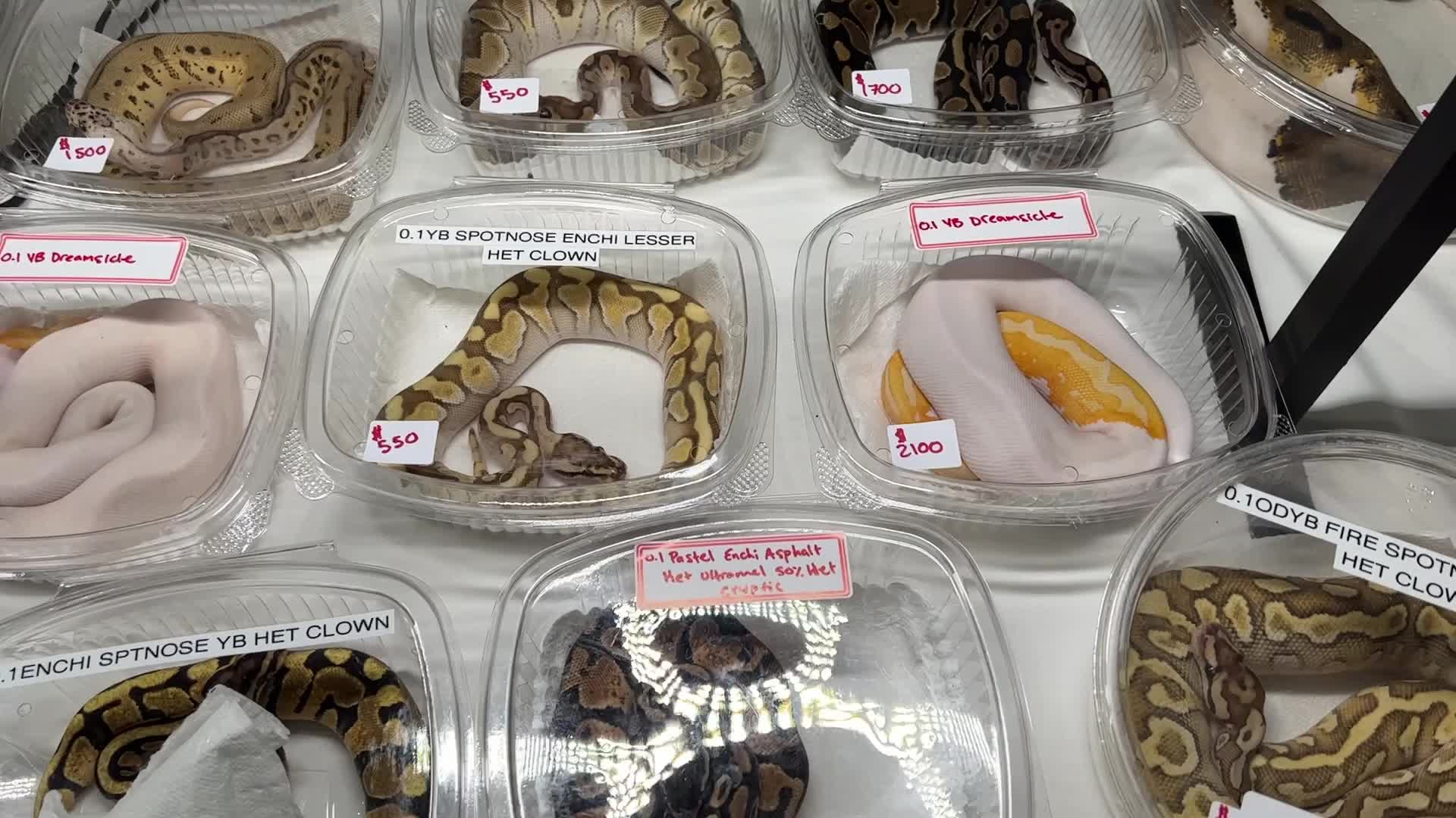 Exotic Reptile Breeders Expo in Canada