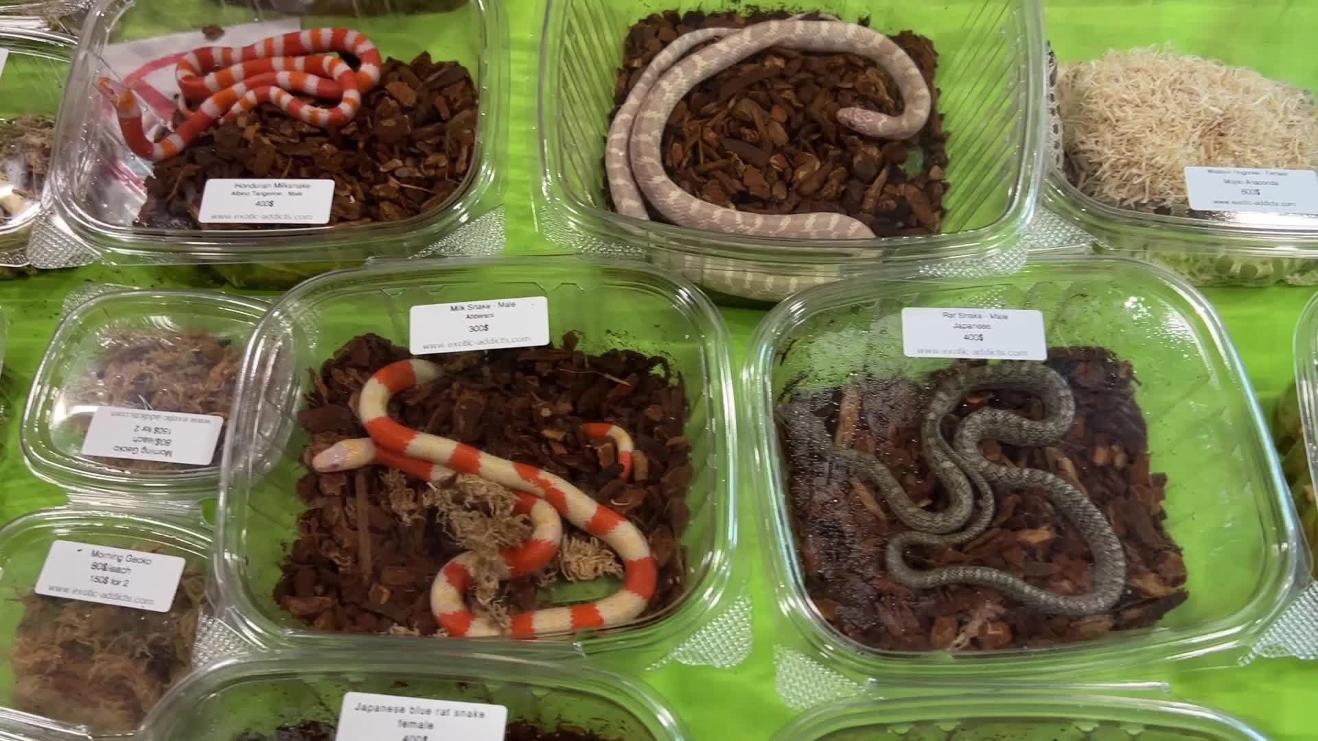 Exotic Reptile Breeders Expo in Canada