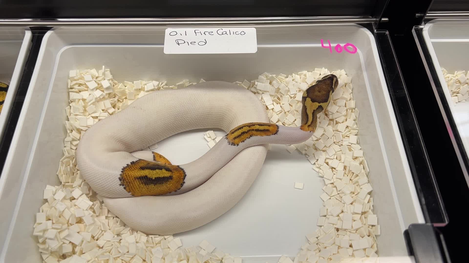 Exotic Reptile Breeders Expo in Canada