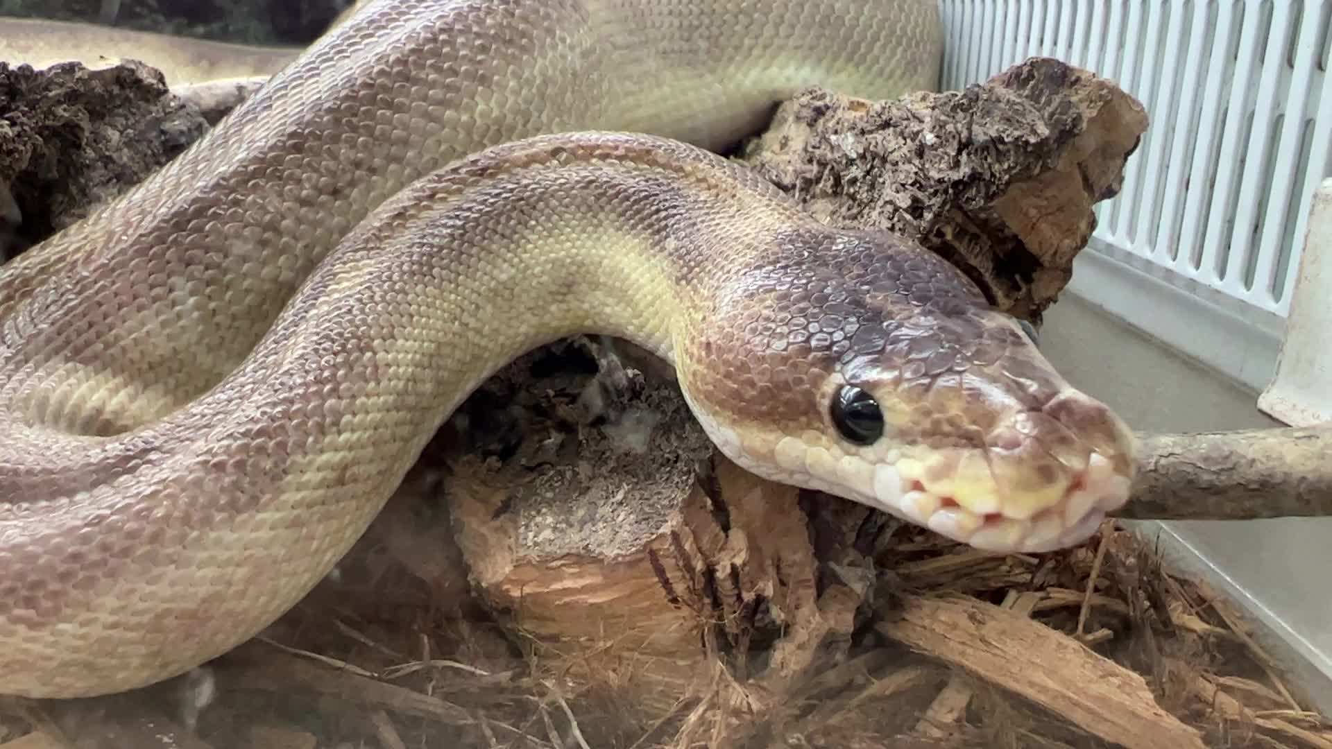 Exotic Reptile Breeders Expo in Canada