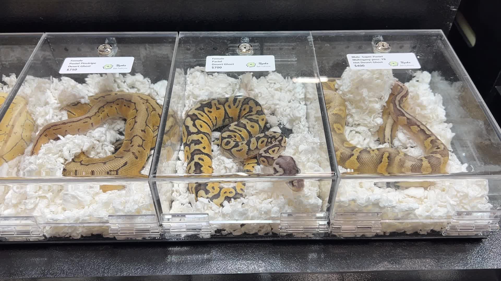 Exotic Reptile Breeders Expo in Canada