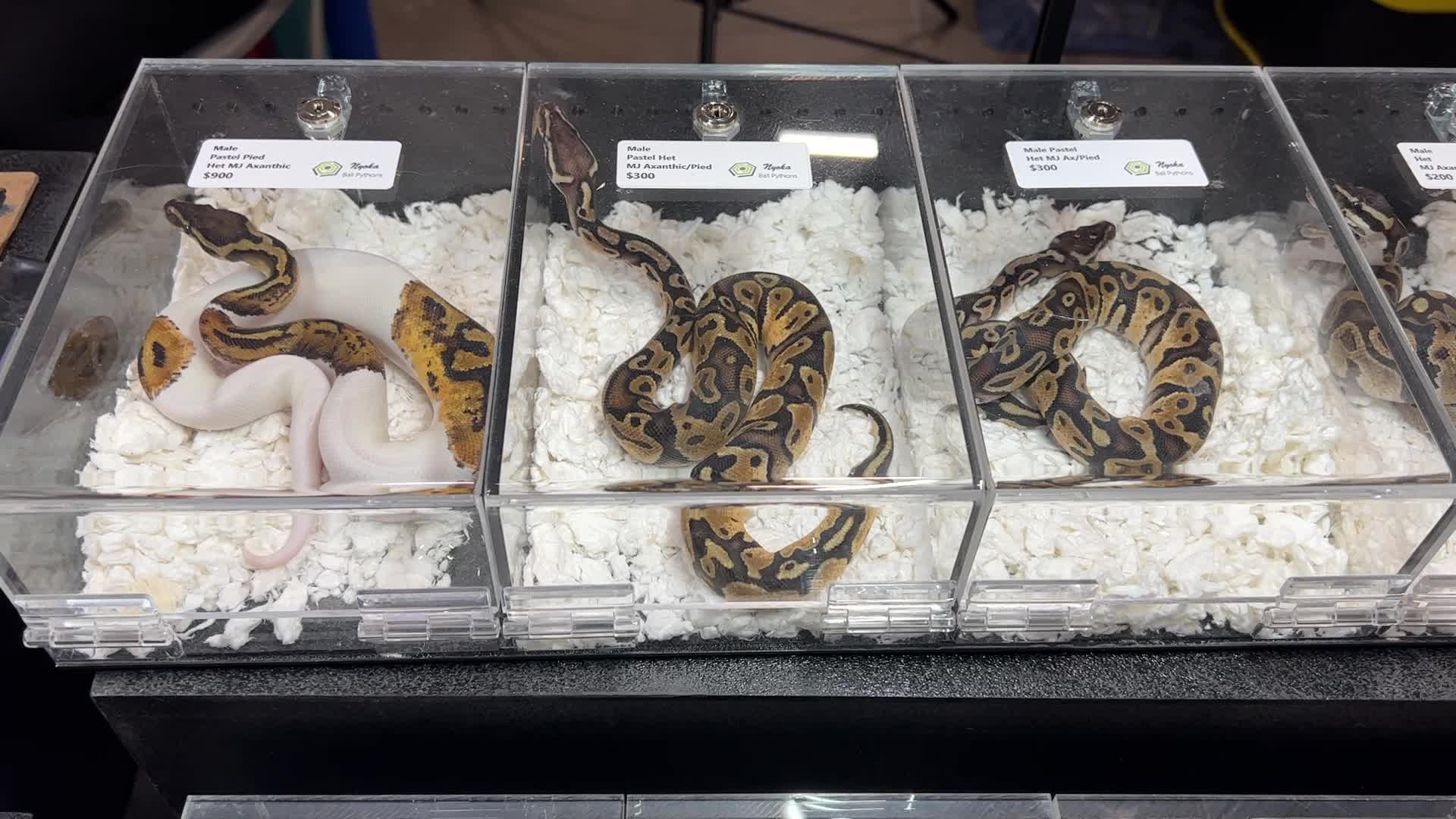 Exotic Reptile Breeders Expo in Canada