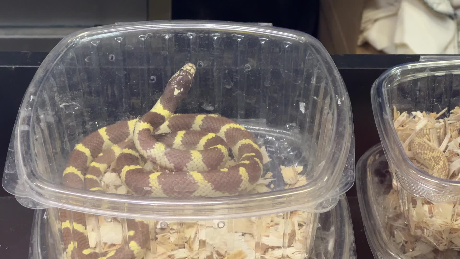 Exotic Reptile Breeders Expo in Canada