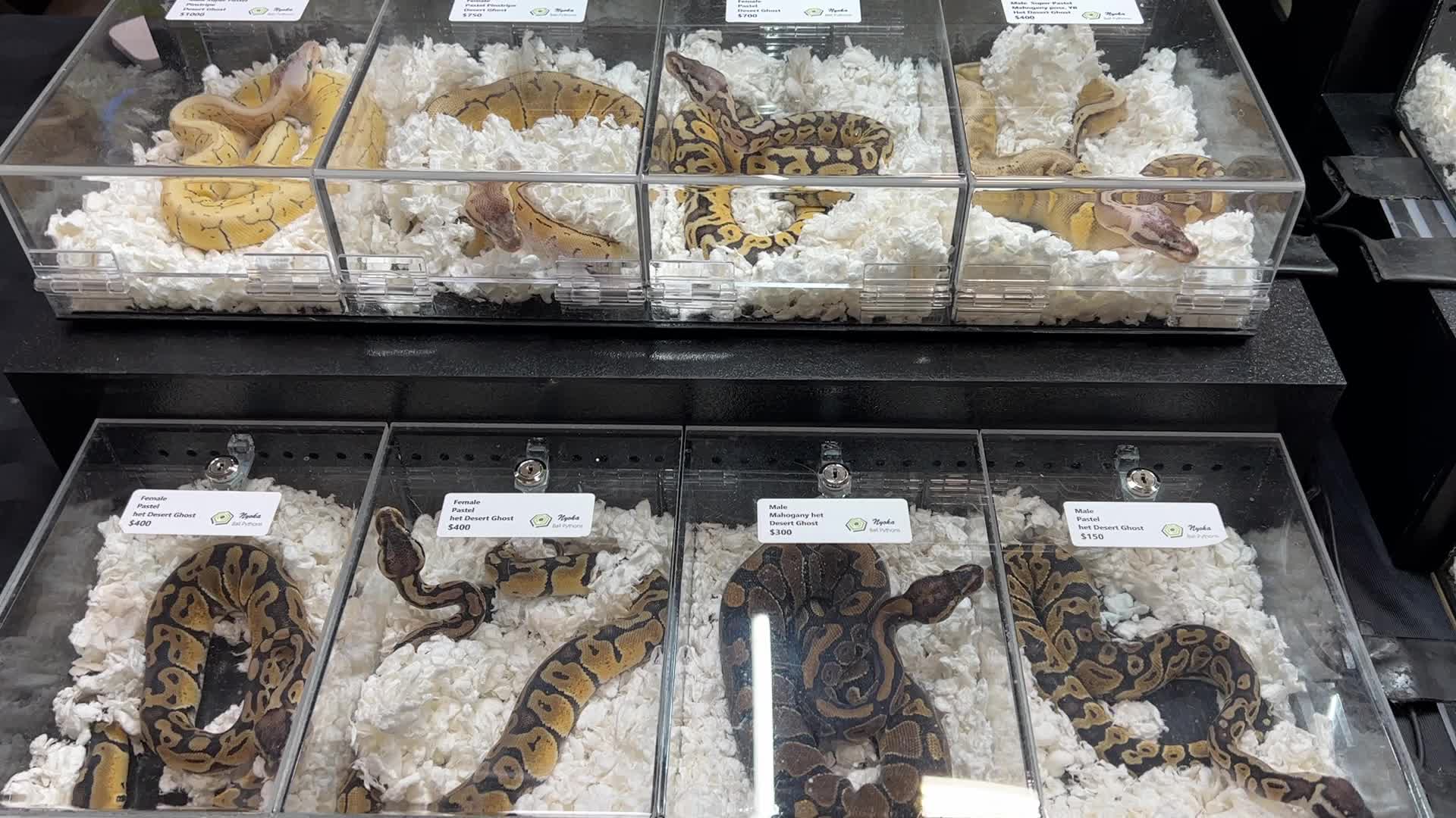 Exotic Reptile Breeders Expo in Canada
