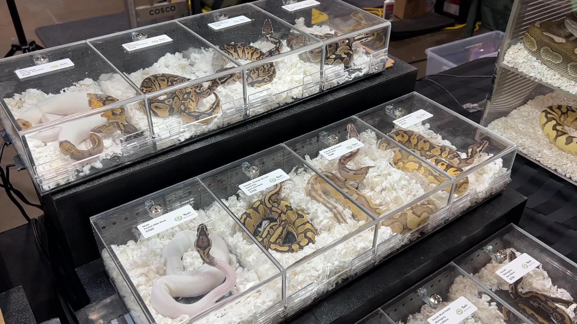 Exotic Reptile Breeders Expo in Canada