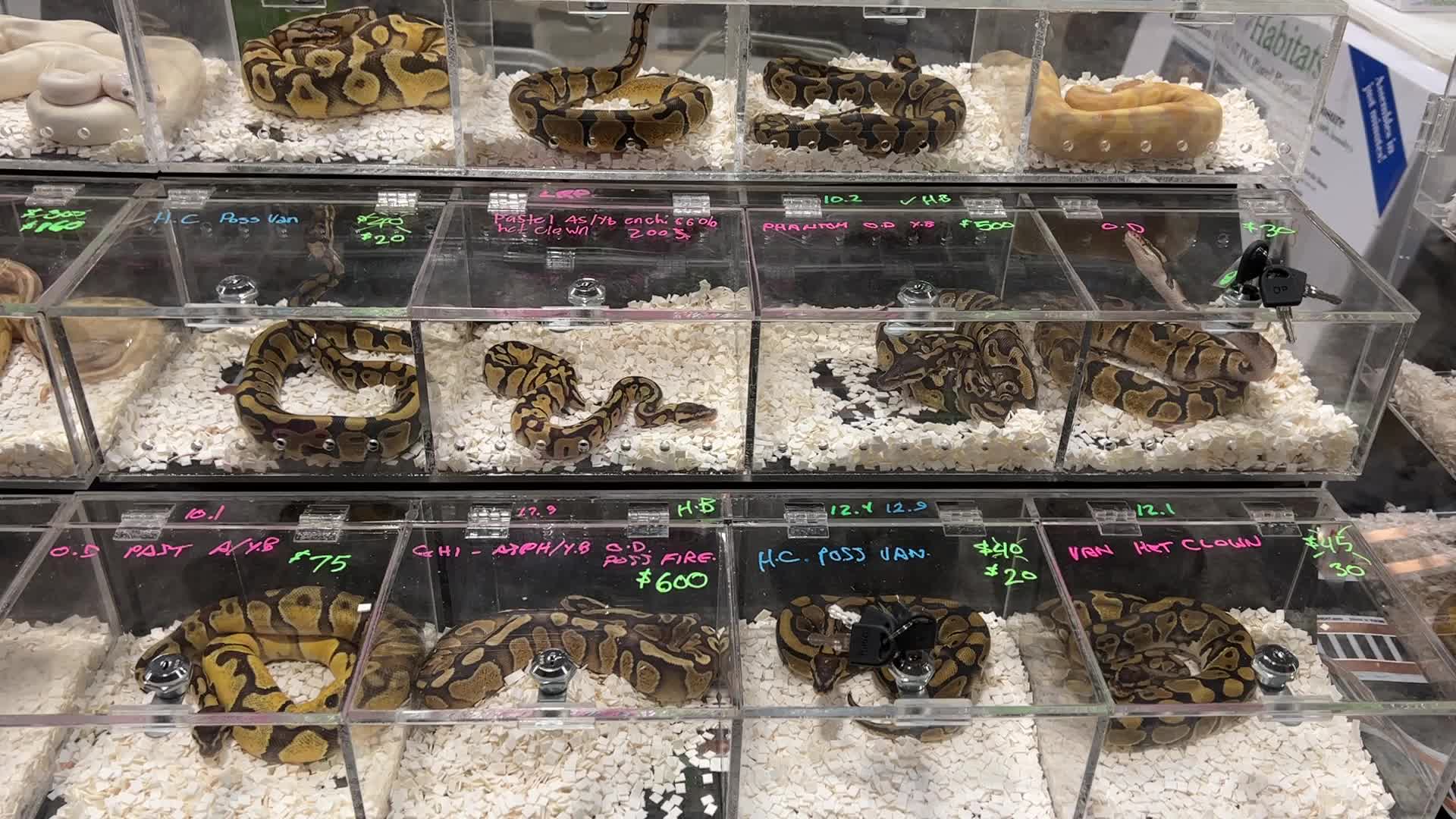Exotic Reptile Breeders Expo in Canada