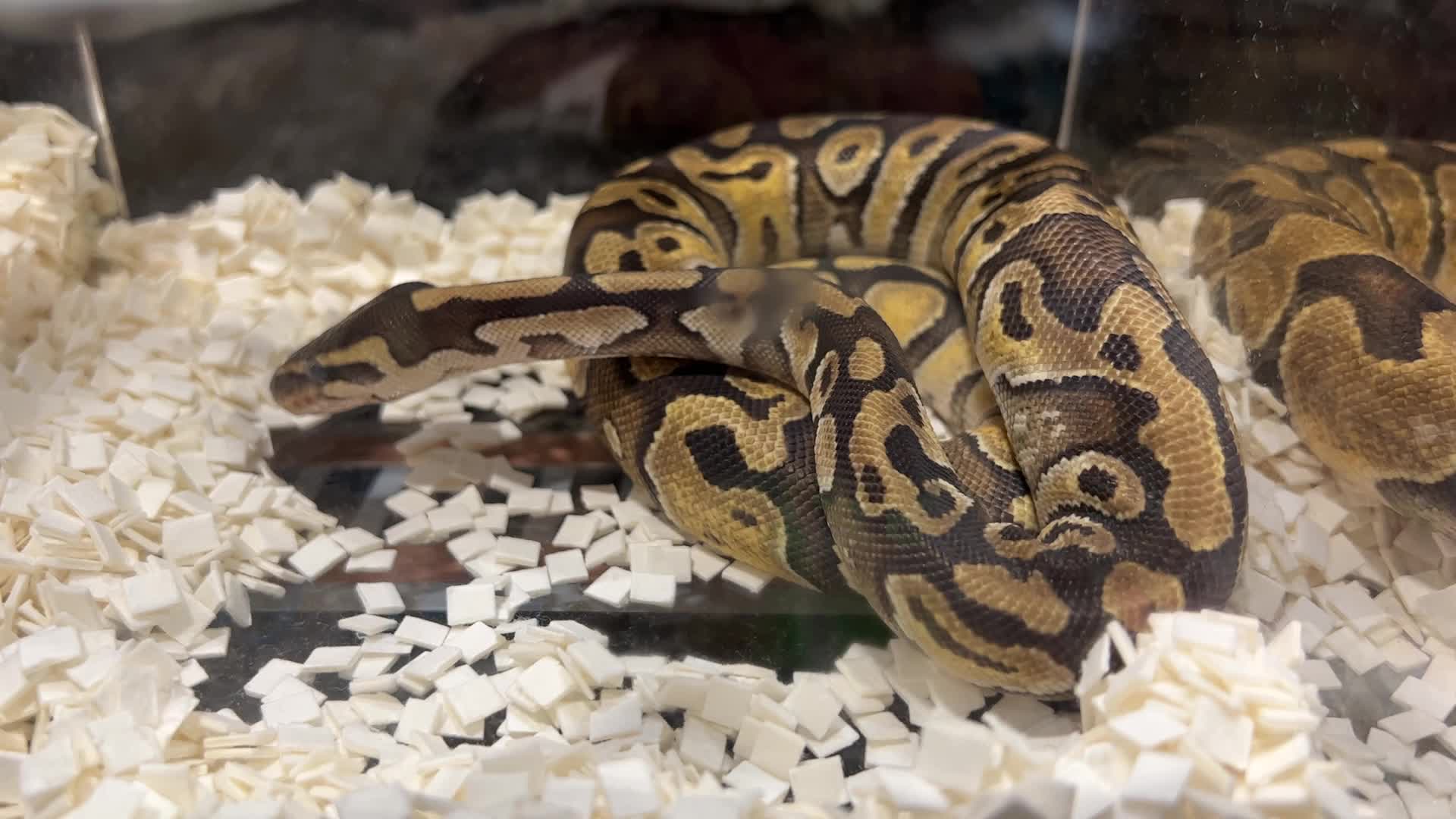 Exotic Reptile Breeders Expo in Canada