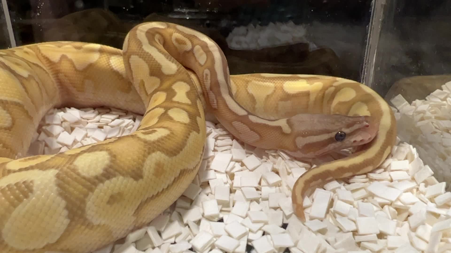 Exotic Reptile Breeders Expo in Canada