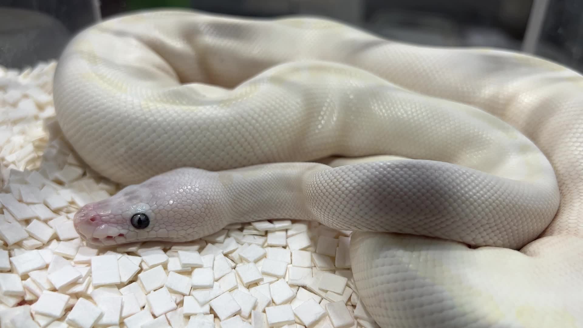 Exotic Reptile Breeders Expo in Canada