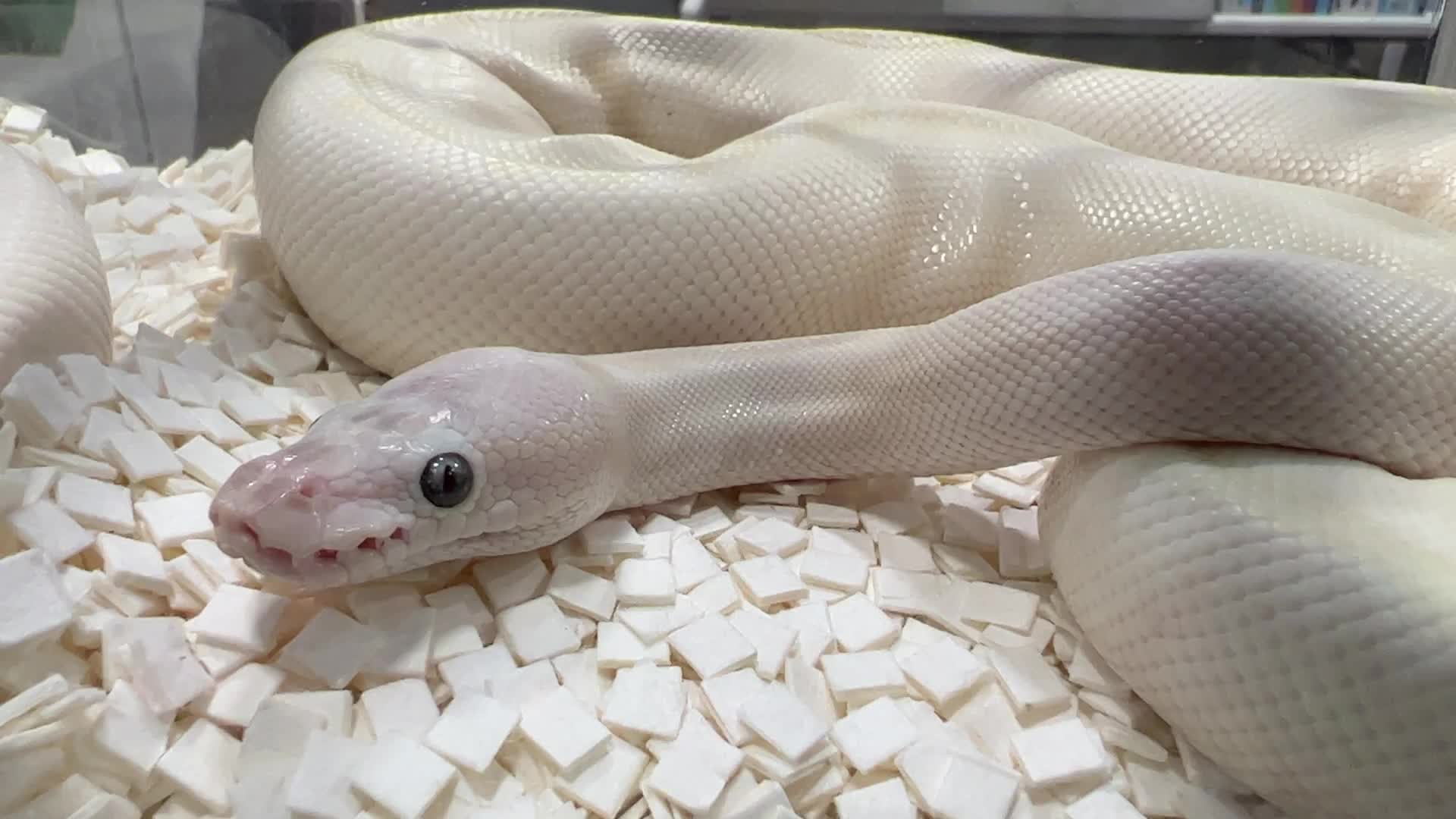 Exotic Reptile Breeders Expo in Canada