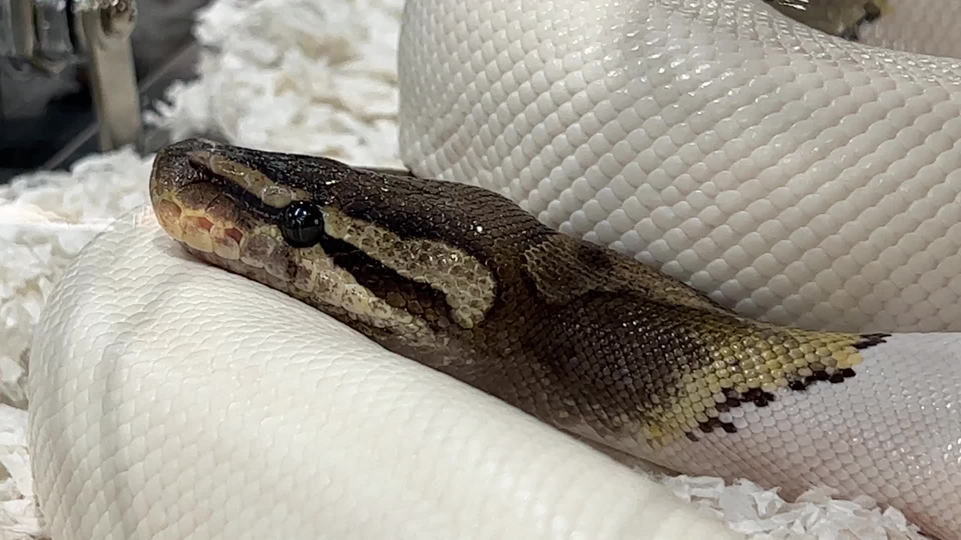 Exotic Reptile Breeders Expo in Canada