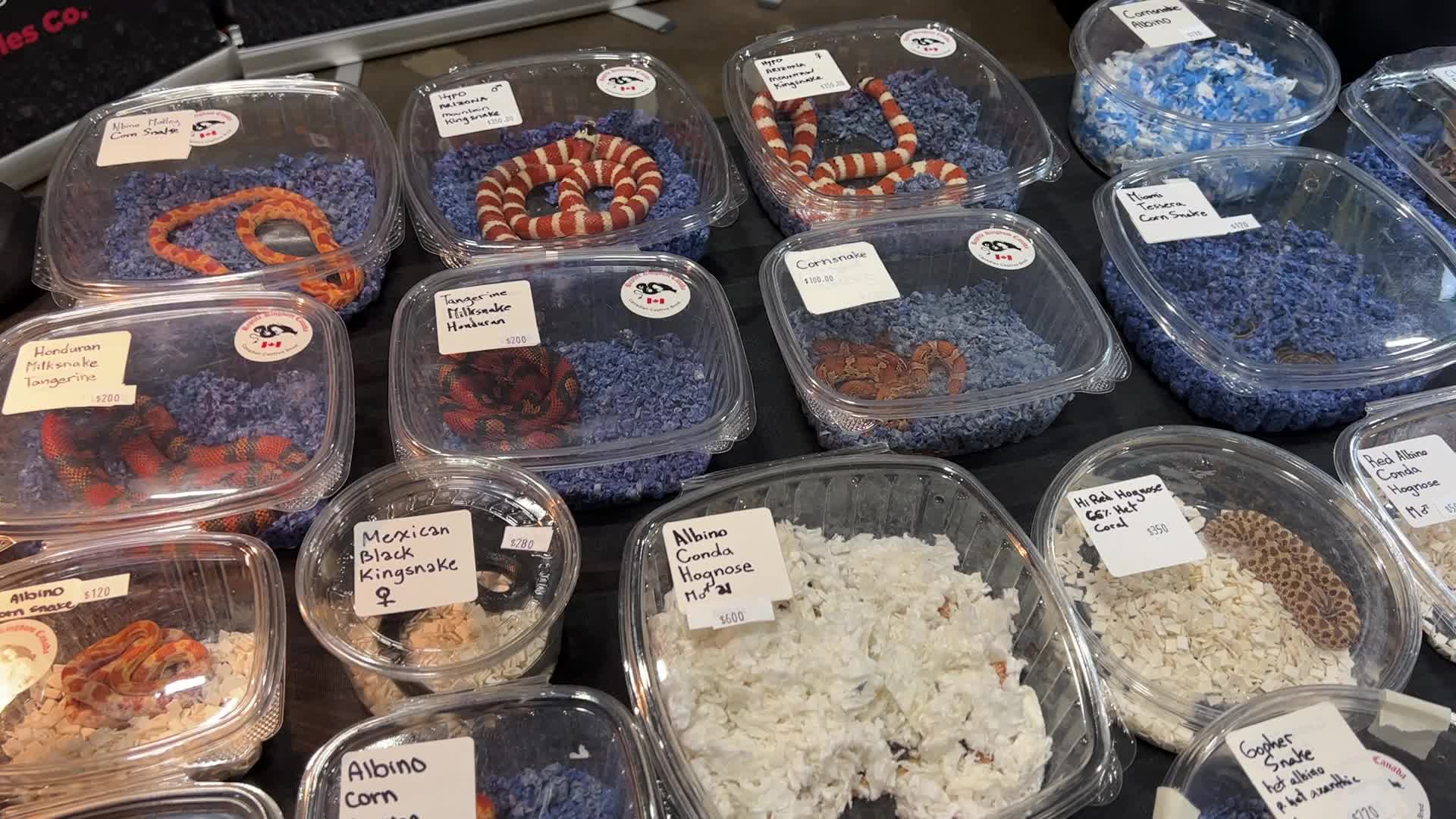Exotic Reptile Breeders Expo in Canada