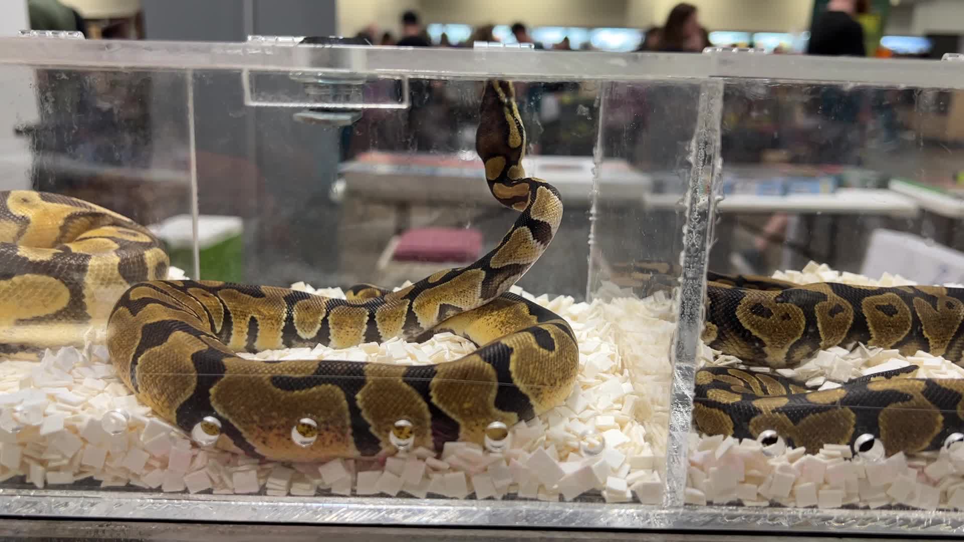 Exotic Reptile Breeders Expo in Canada