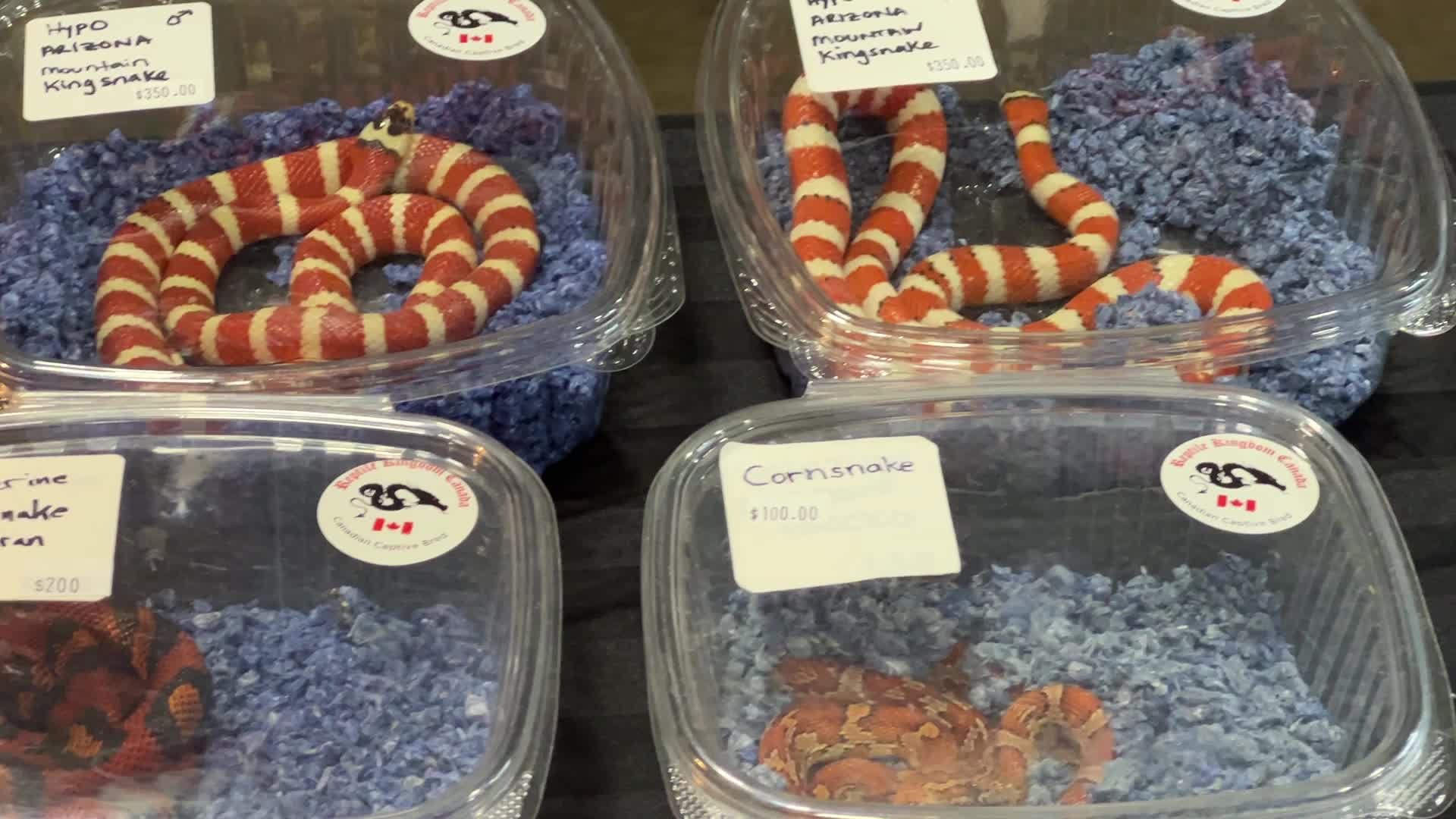 Exotic Reptile Breeders Expo in Canada