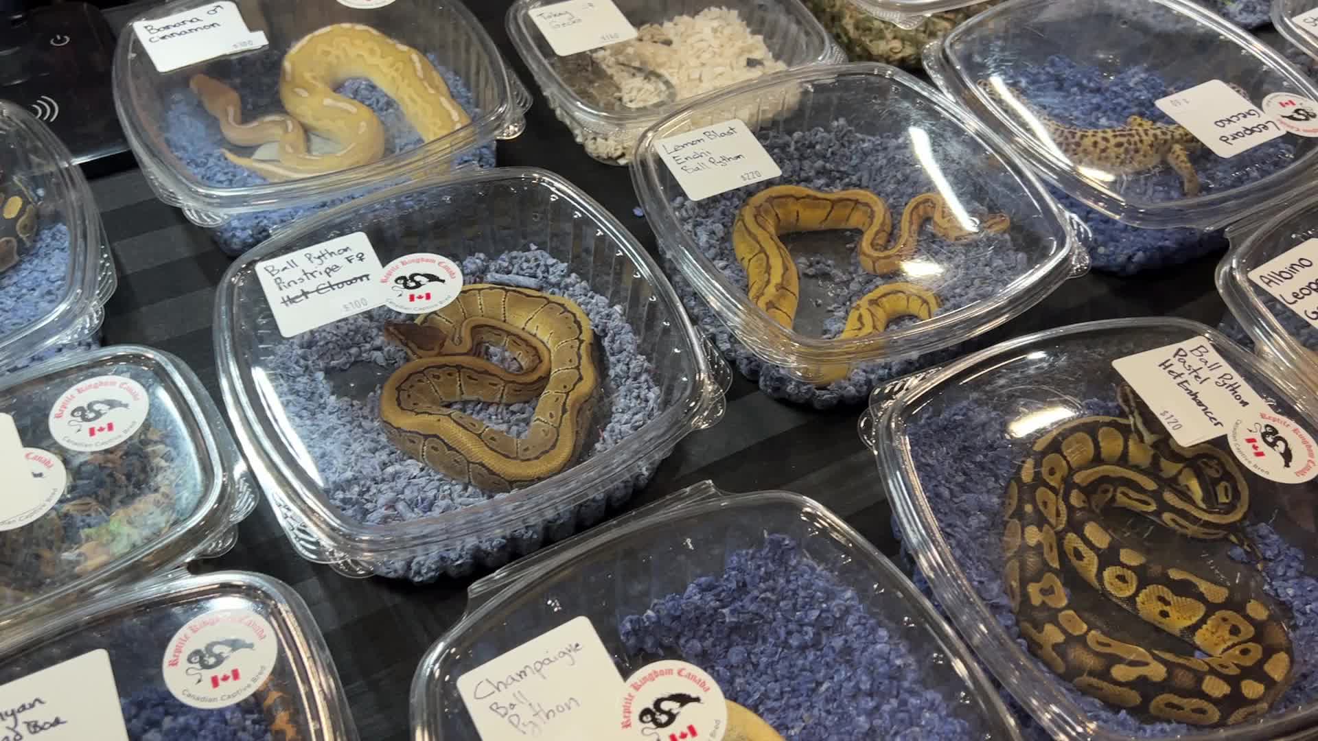 Exotic Reptile Breeders Expo in Canada