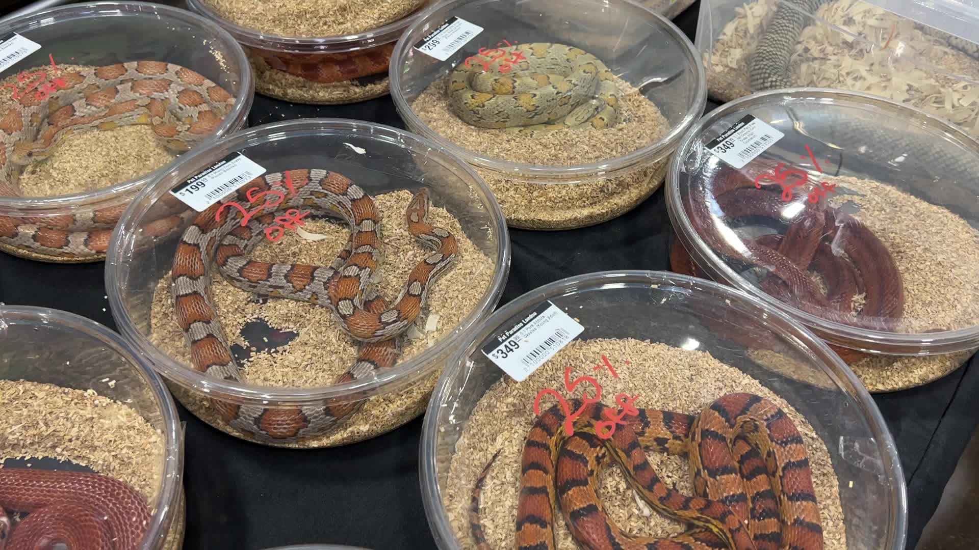 Exotic Reptile Breeders Expo in Canada