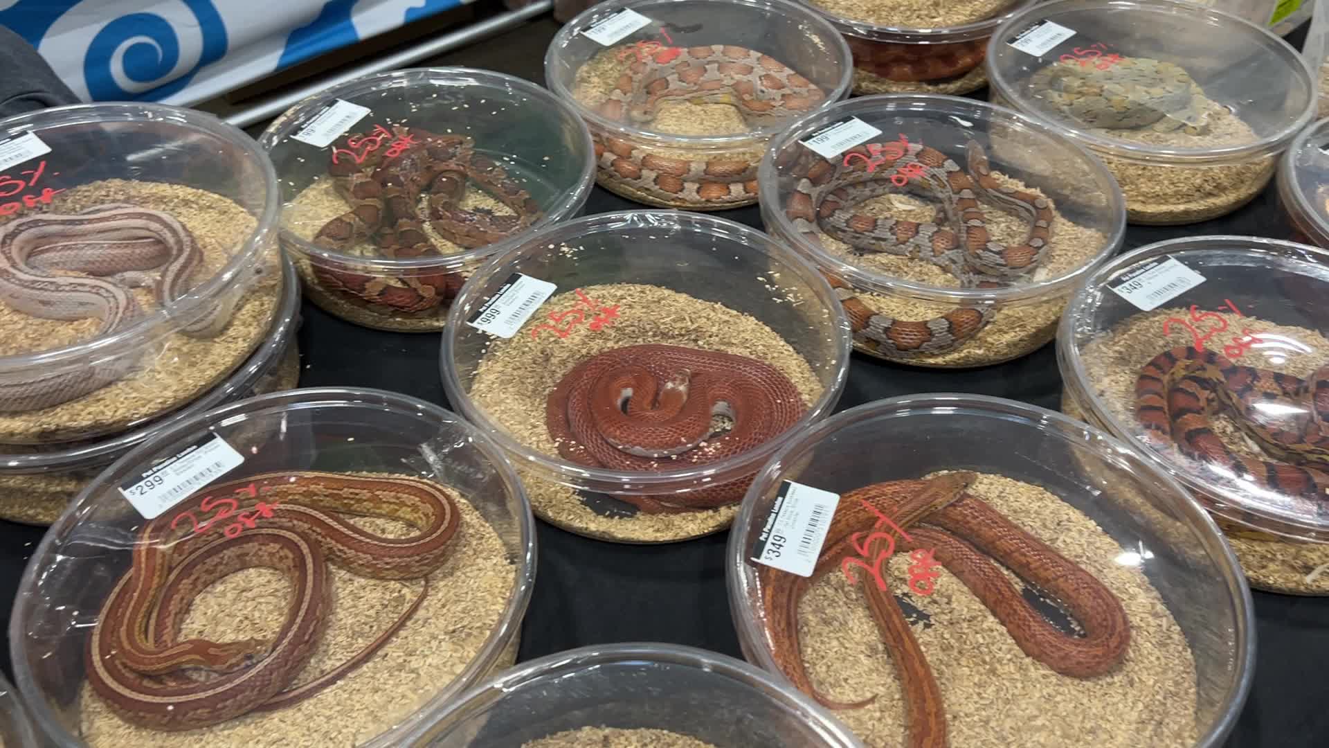 Exotic Reptile Breeders Expo in Canada