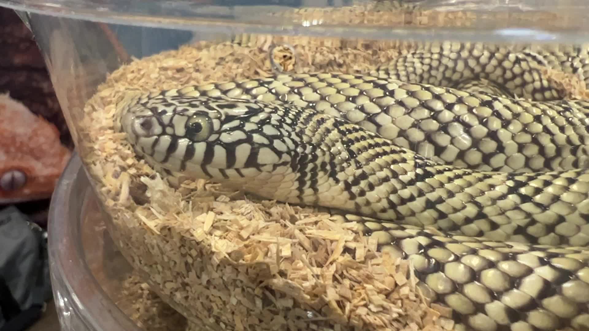 Exotic Reptile Breeders Expo in Canada
