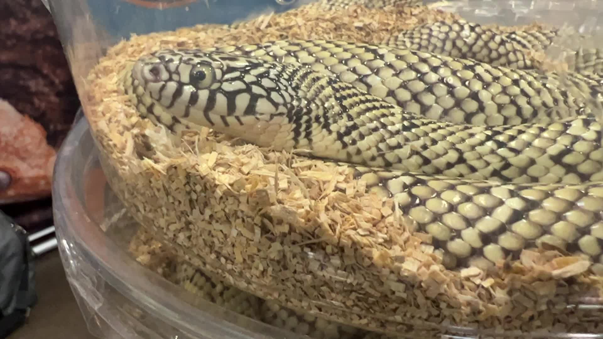 Exotic Reptile Breeders Expo in Canada