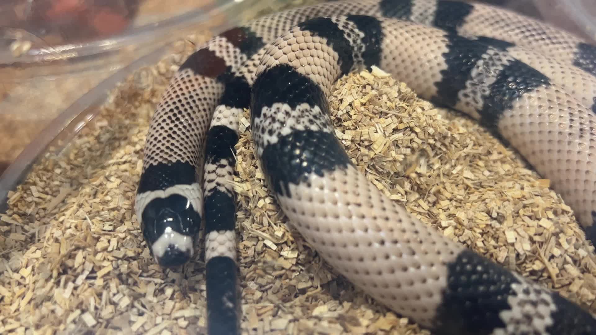 Exotic Reptile Breeders Expo in Canada