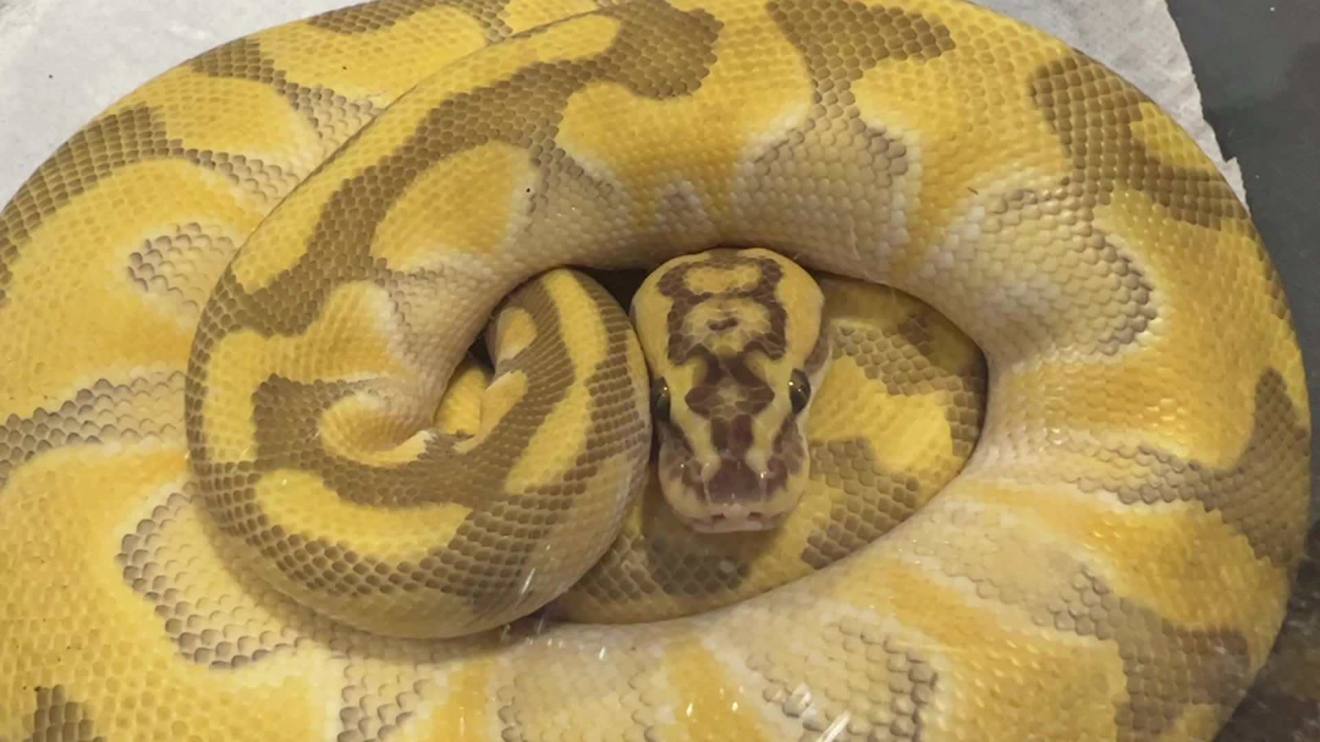 Exotic Reptile Breeders Expo in Canada