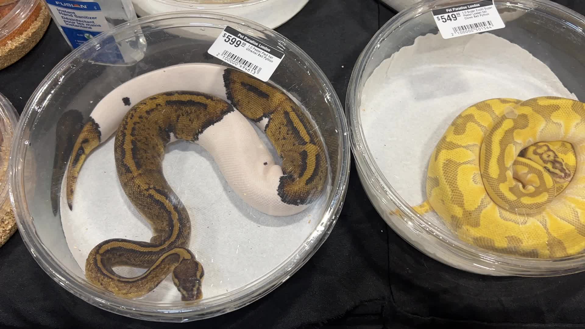Exotic Reptile Breeders Expo in Canada