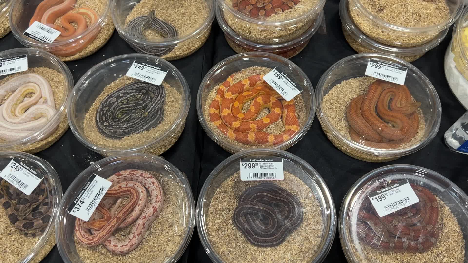 Exotic Reptile Breeders Expo in Canada
