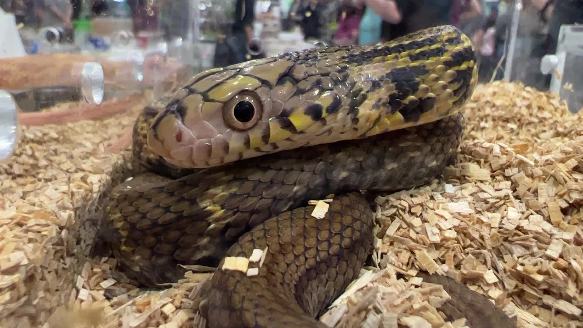 Exotic Reptile Breeders Expo in Canada