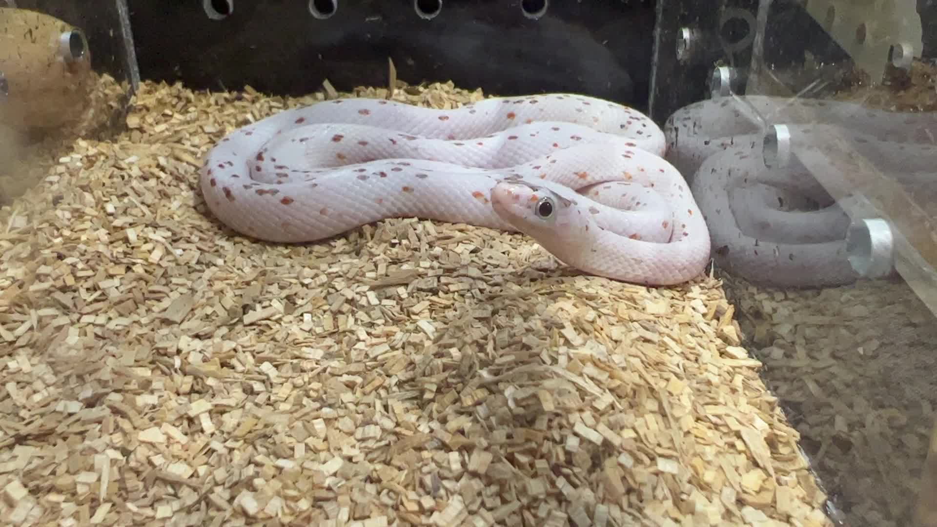 Exotic Reptile Breeders Expo in Canada