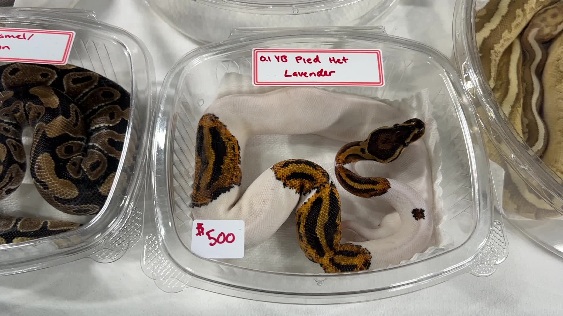 Exotic Reptile Breeders Expo in Canada