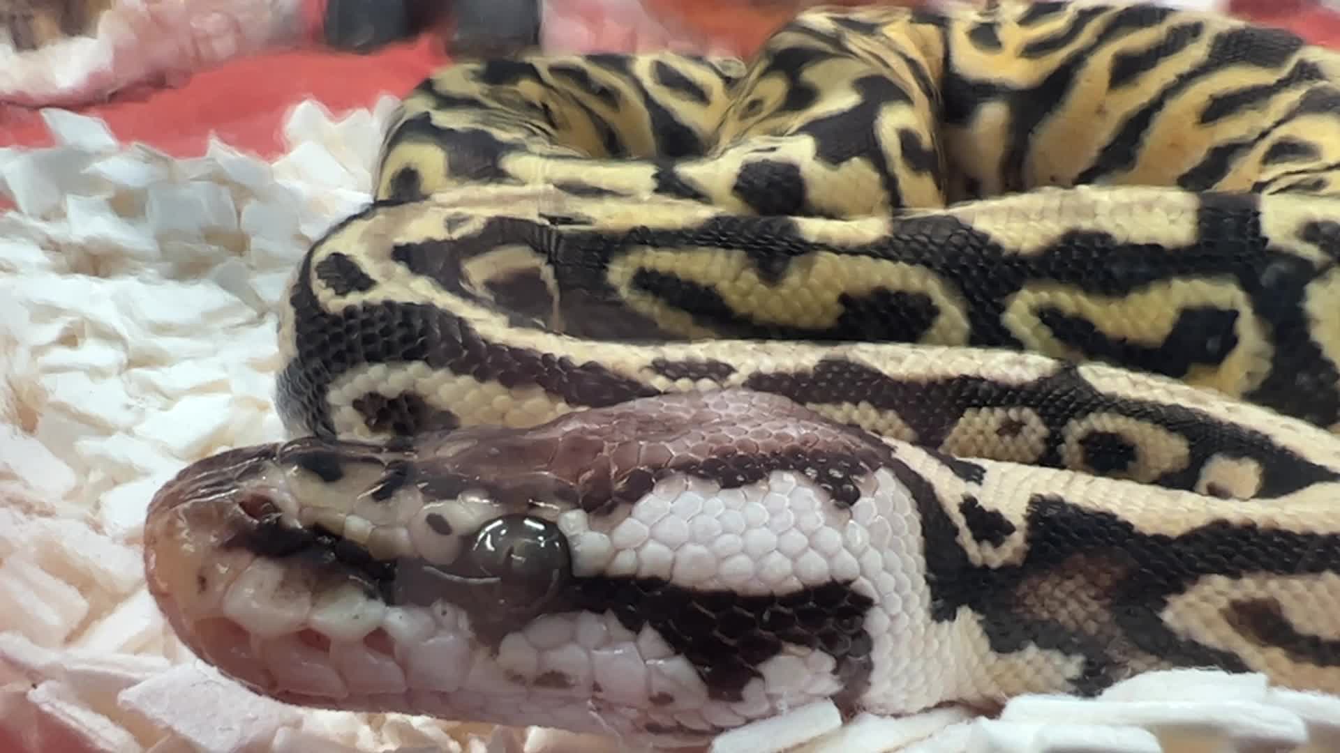 Exotic Reptile Breeders Expo in Canada