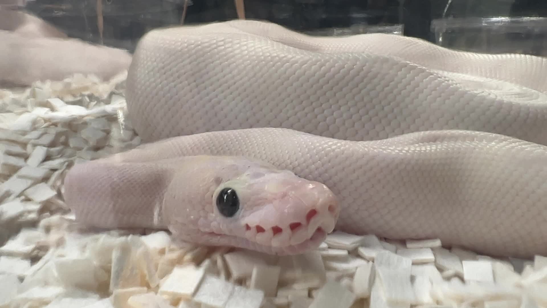 Exotic Reptile Breeders Expo in Canada