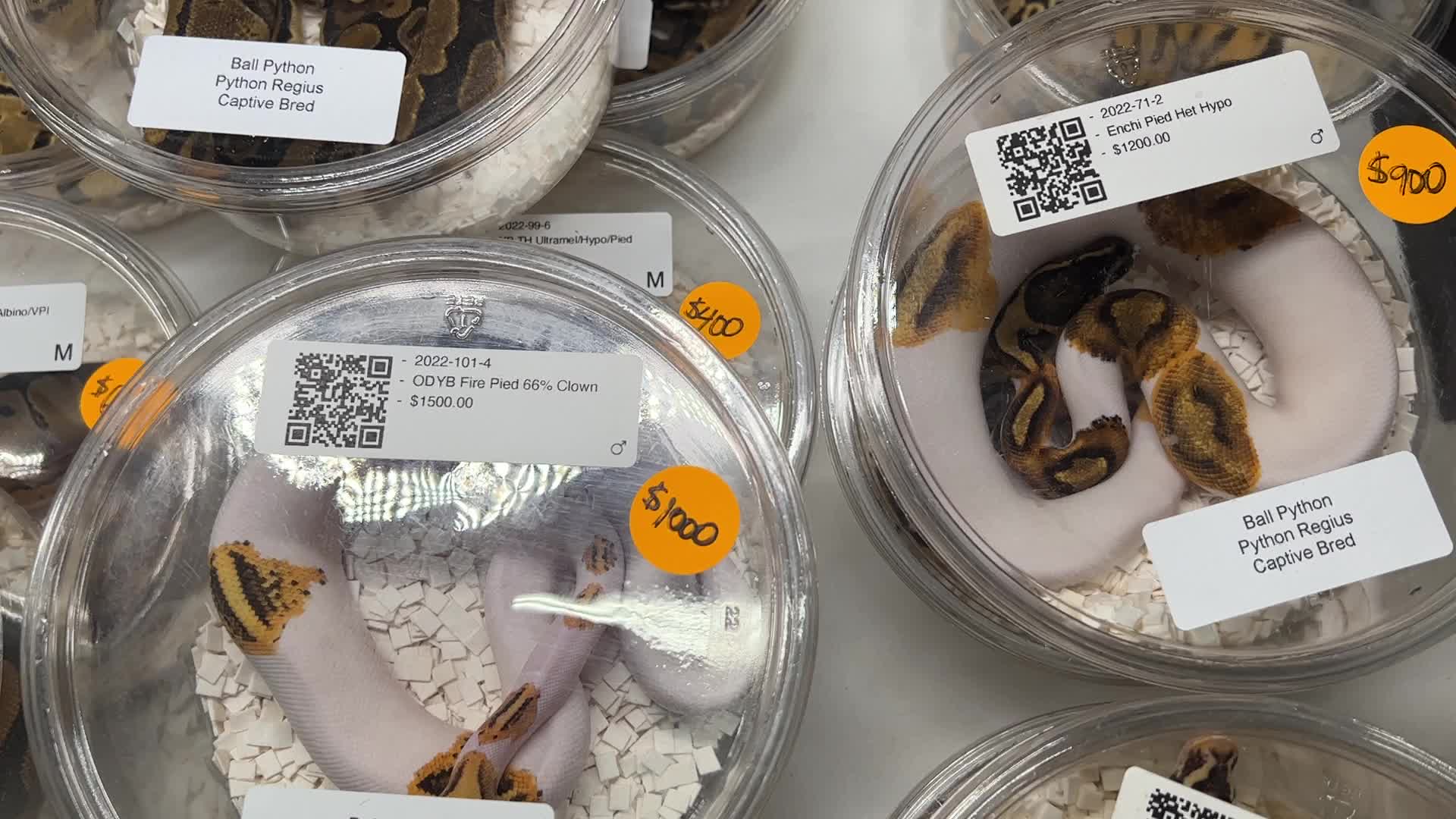 Exotic Reptile Breeders Expo in Canada