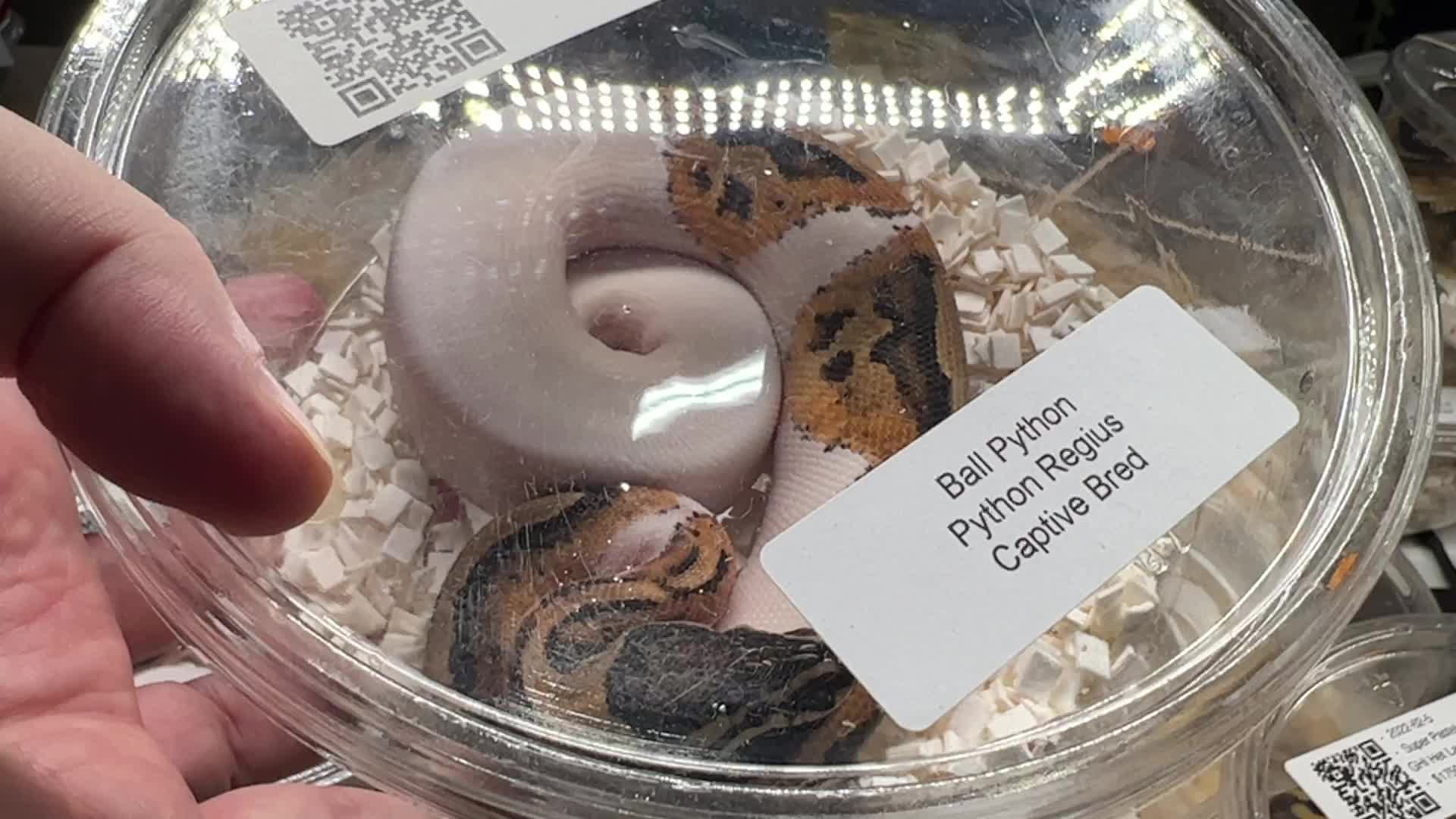 Exotic Reptile Breeders Expo in Canada
