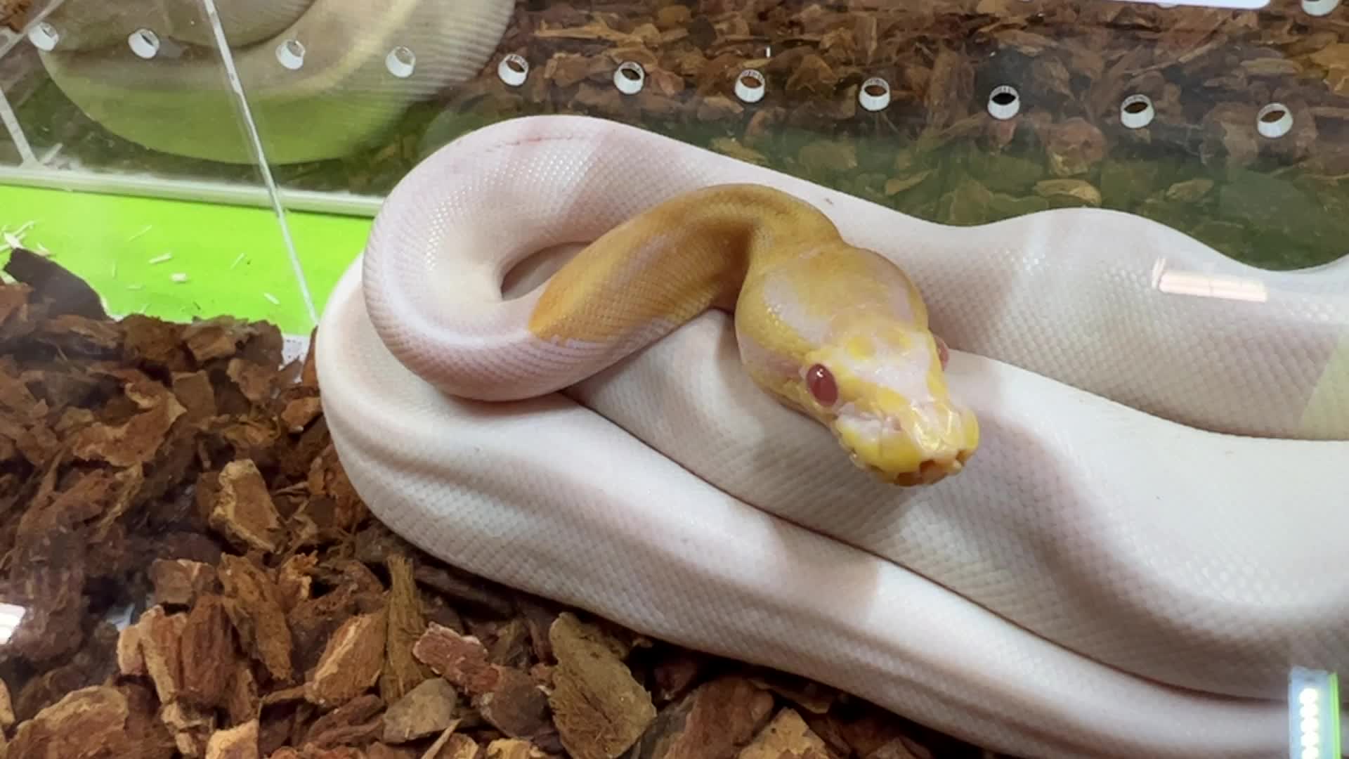 Exotic Reptile Breeders Expo in Canada