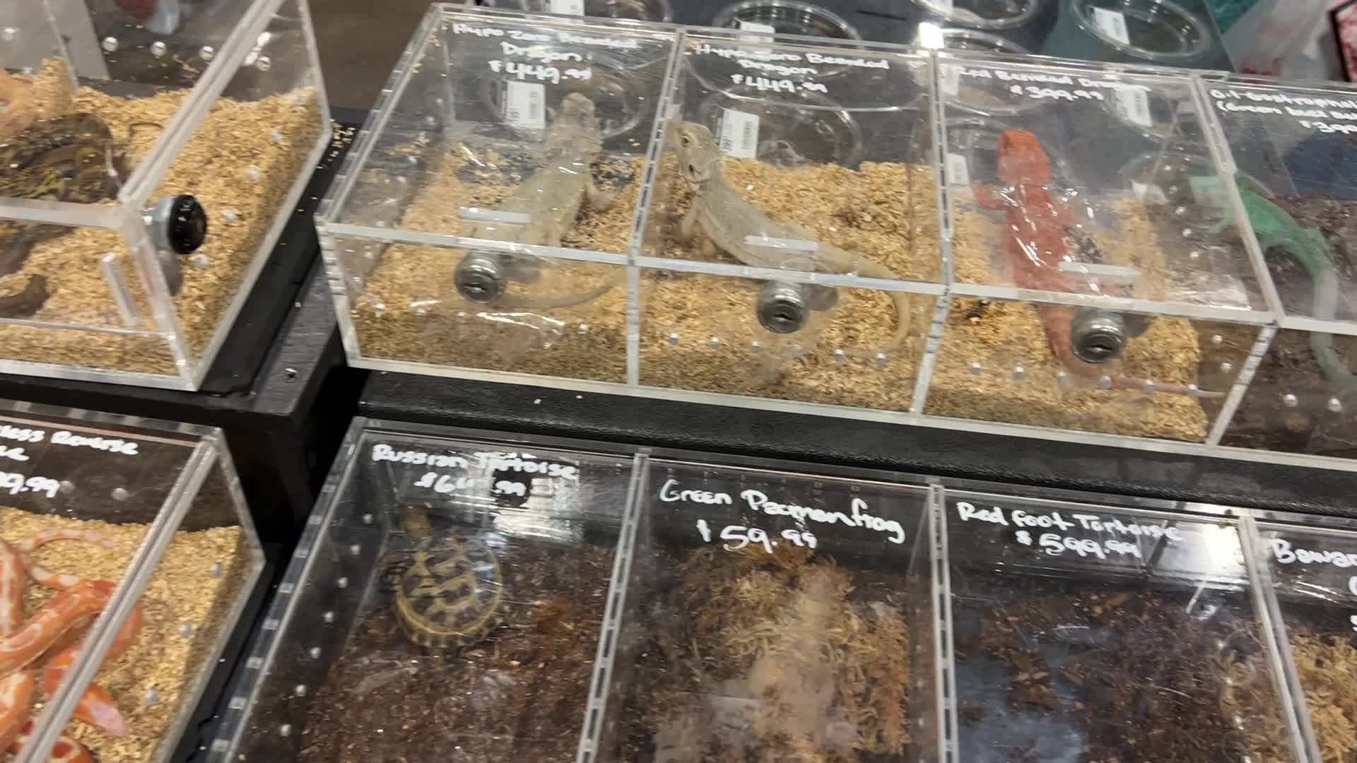 Exotic Reptile Breeders Expo in Canada