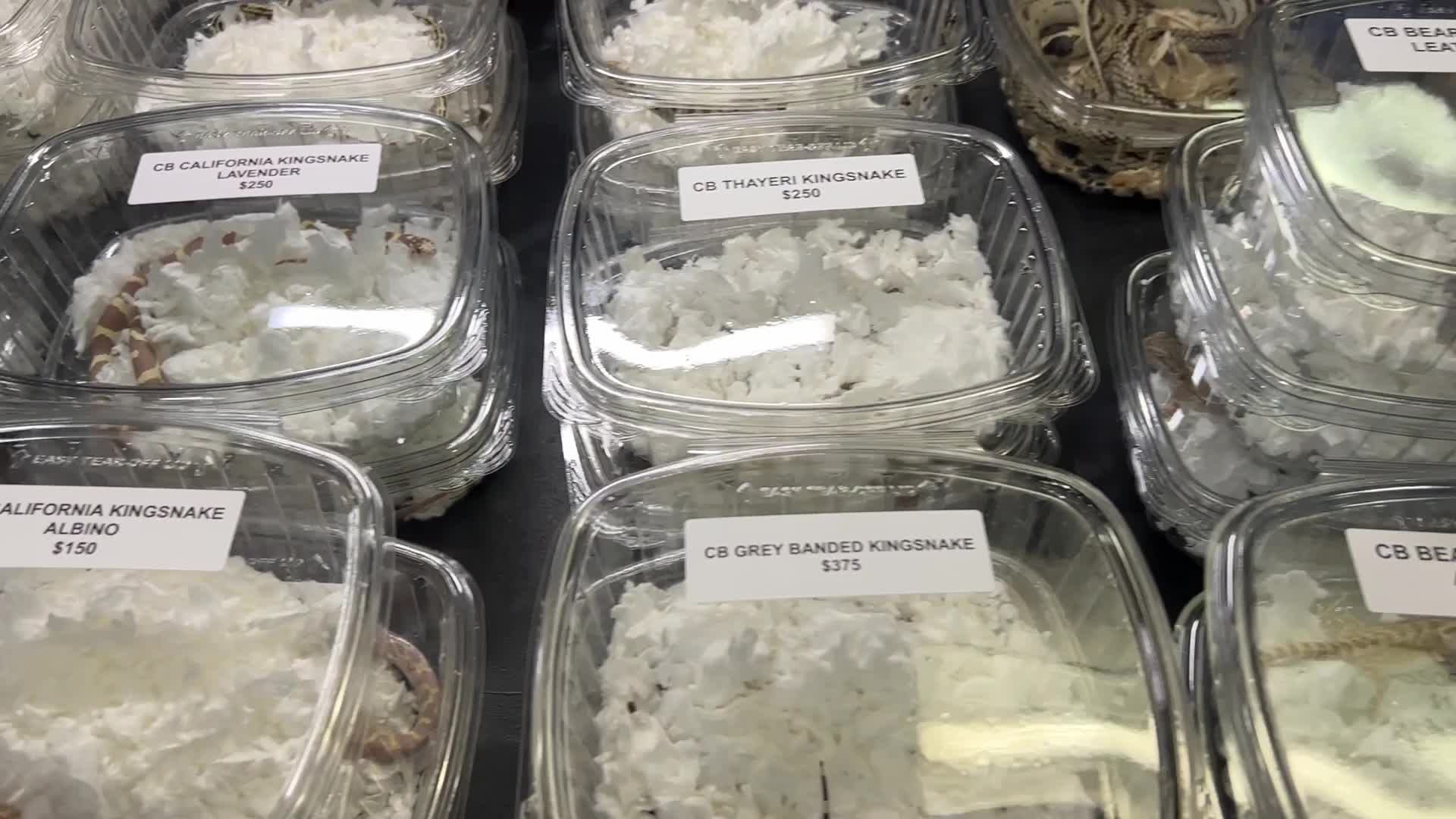 Exotic Reptile Breeders Expo in Canada
