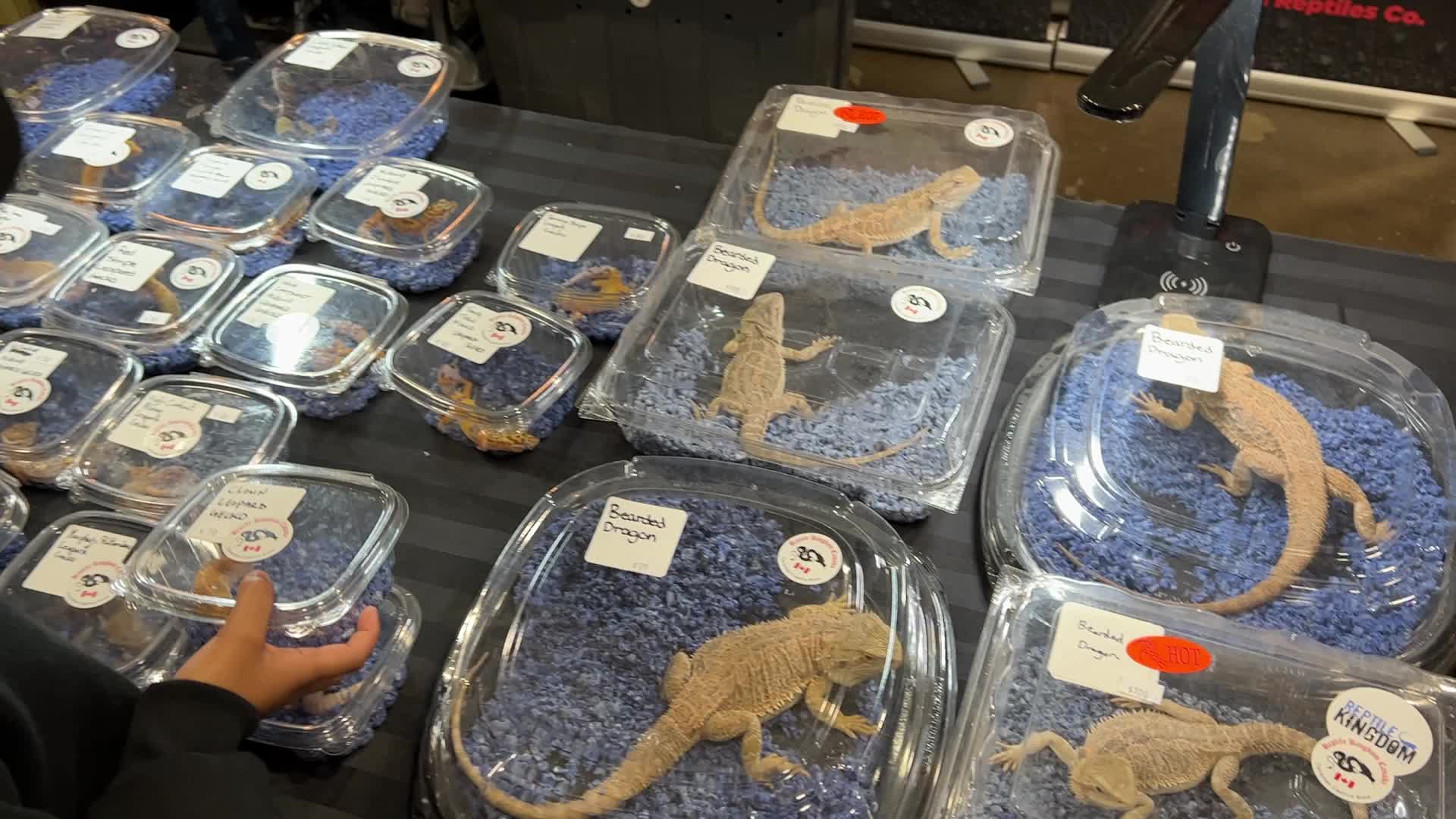 Exotic Reptile Breeders Expo in Canada
