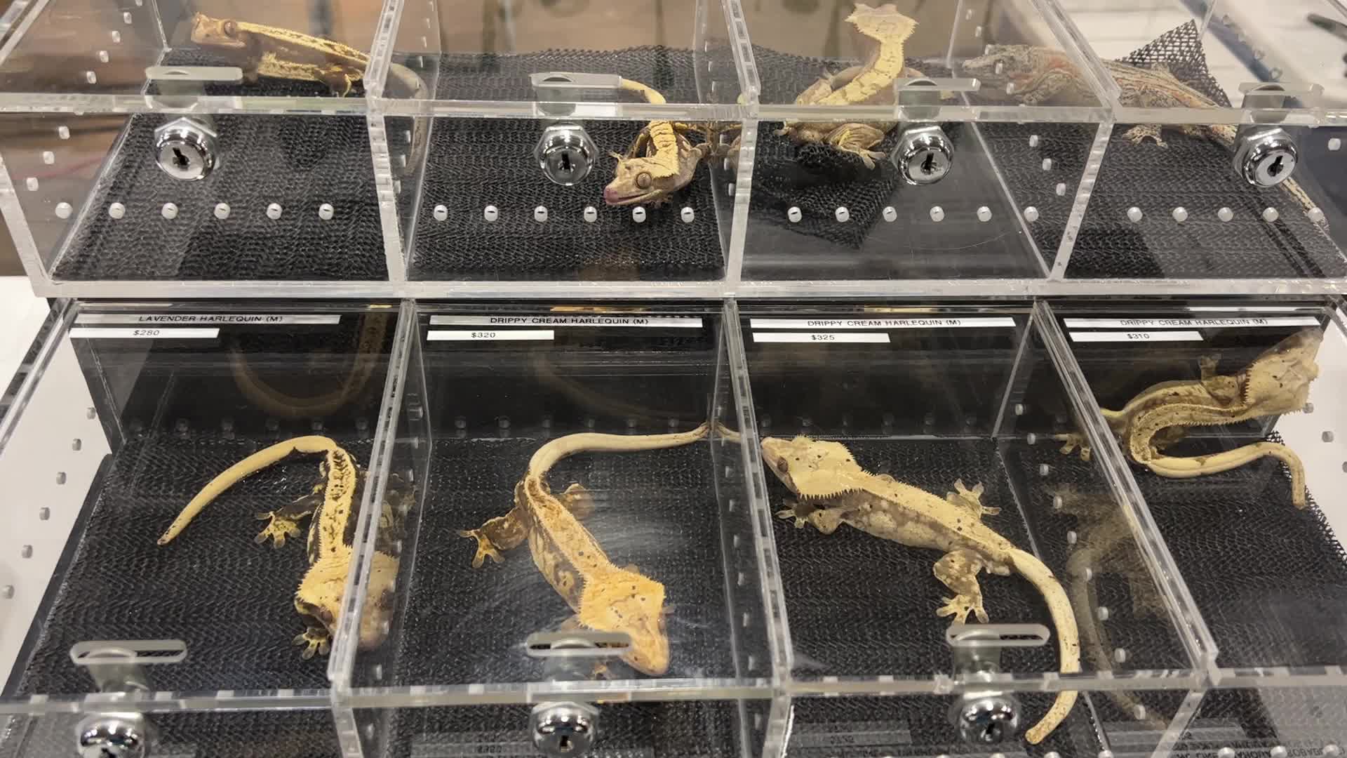 Exotic Reptile Breeders Expo in Canada