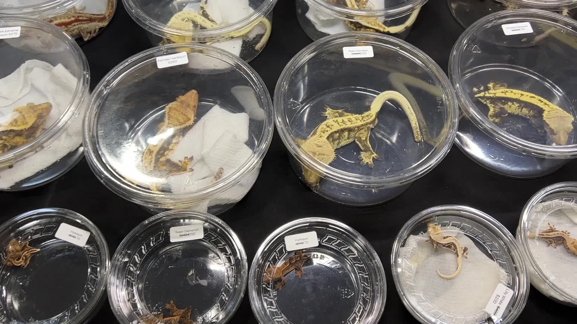 Exotic Reptile Breeders Expo in Canada