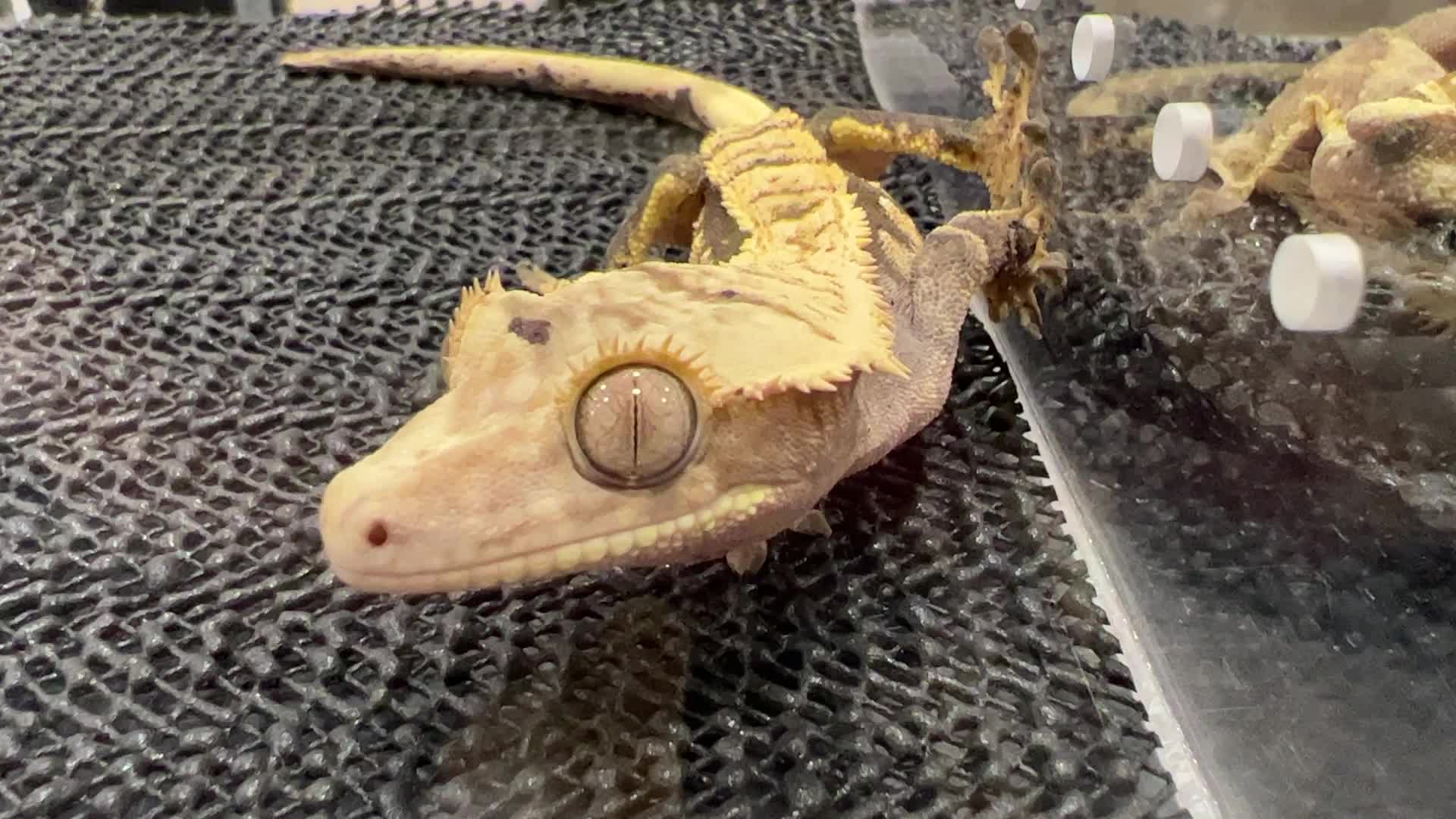 Exotic Reptile Breeders Expo in Canada