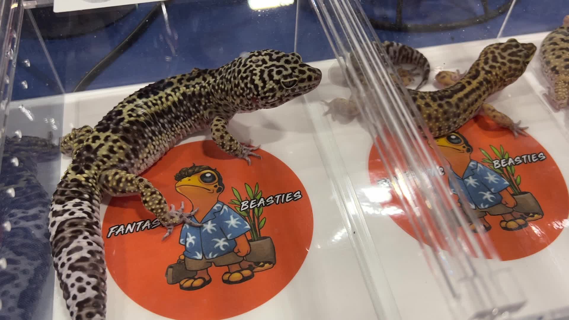Exotic Reptile Breeders Expo in Canada