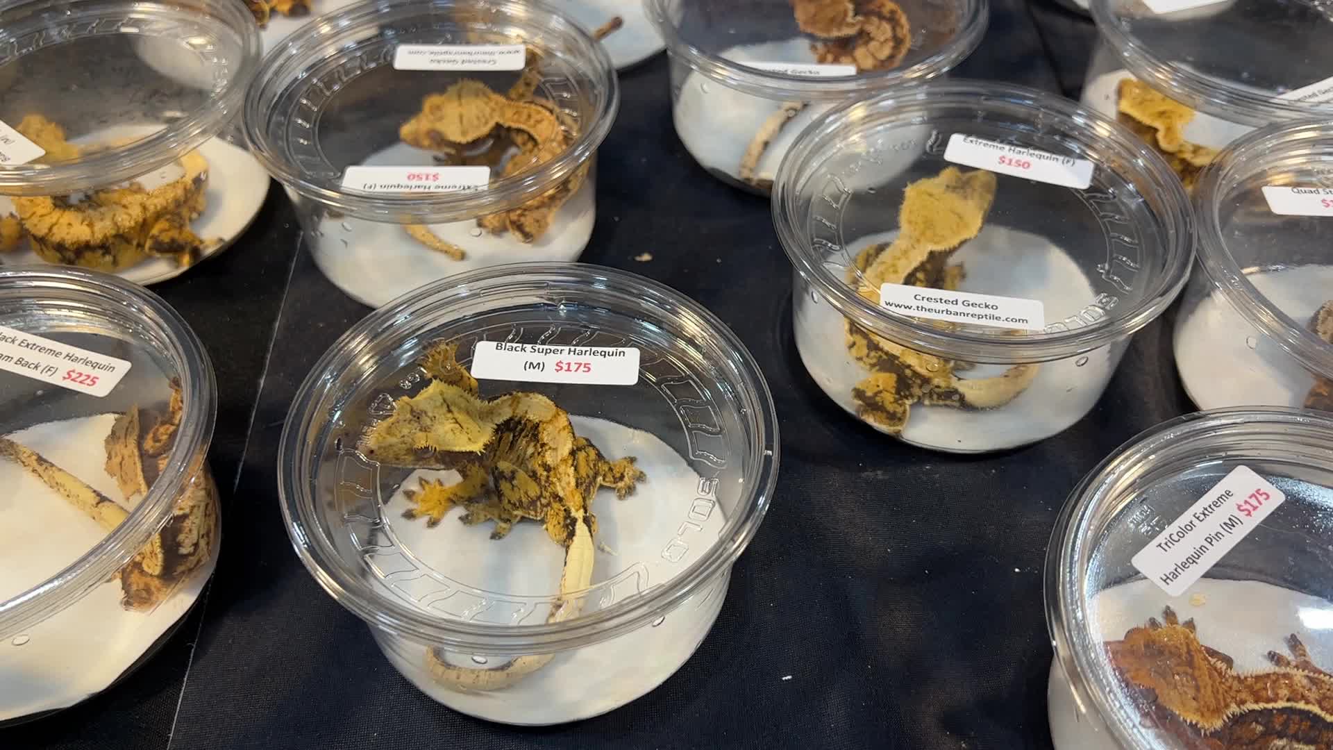 Exotic Reptile Breeders Expo in Canada