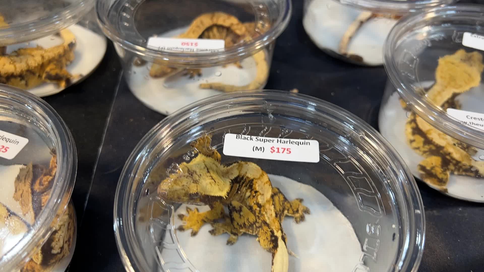 Exotic Reptile Breeders Expo in Canada
