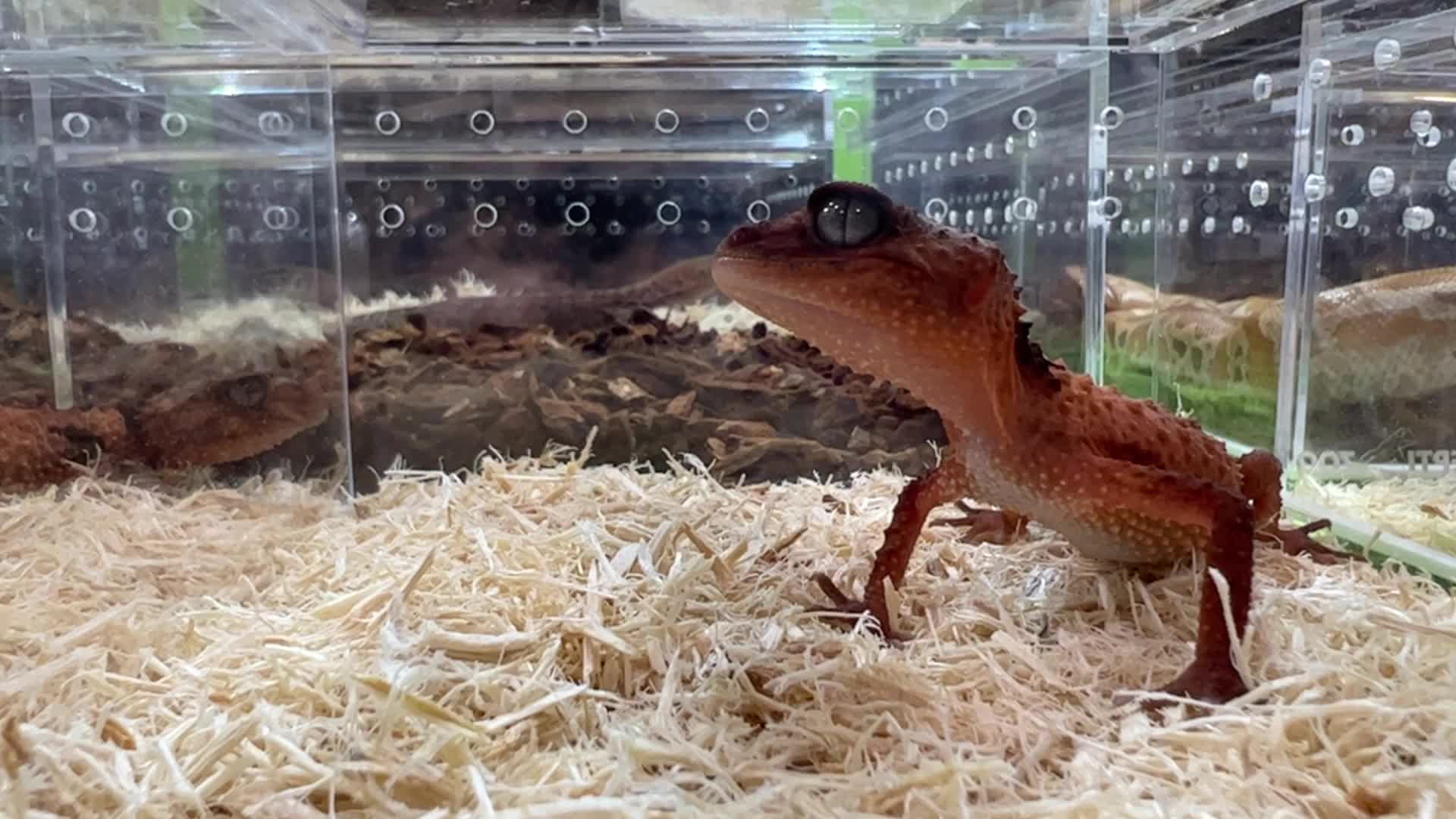 Exotic Reptile Breeders Expo in Canada